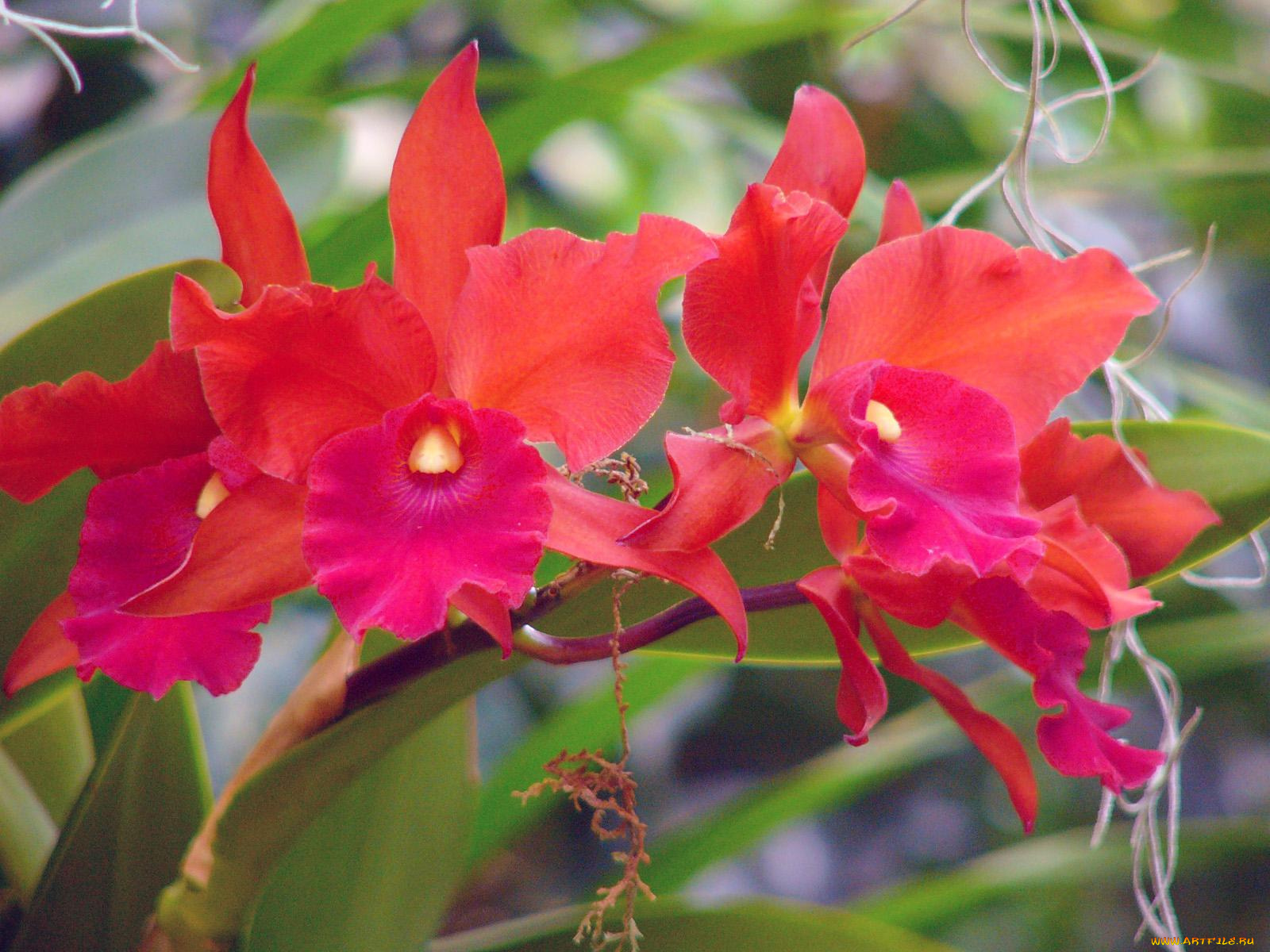 цветы, орхидеи