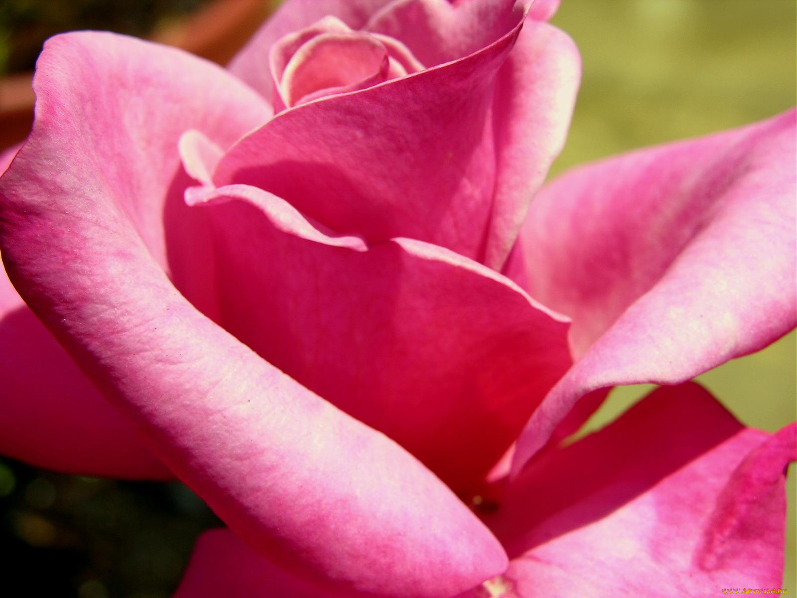 цветы, розы