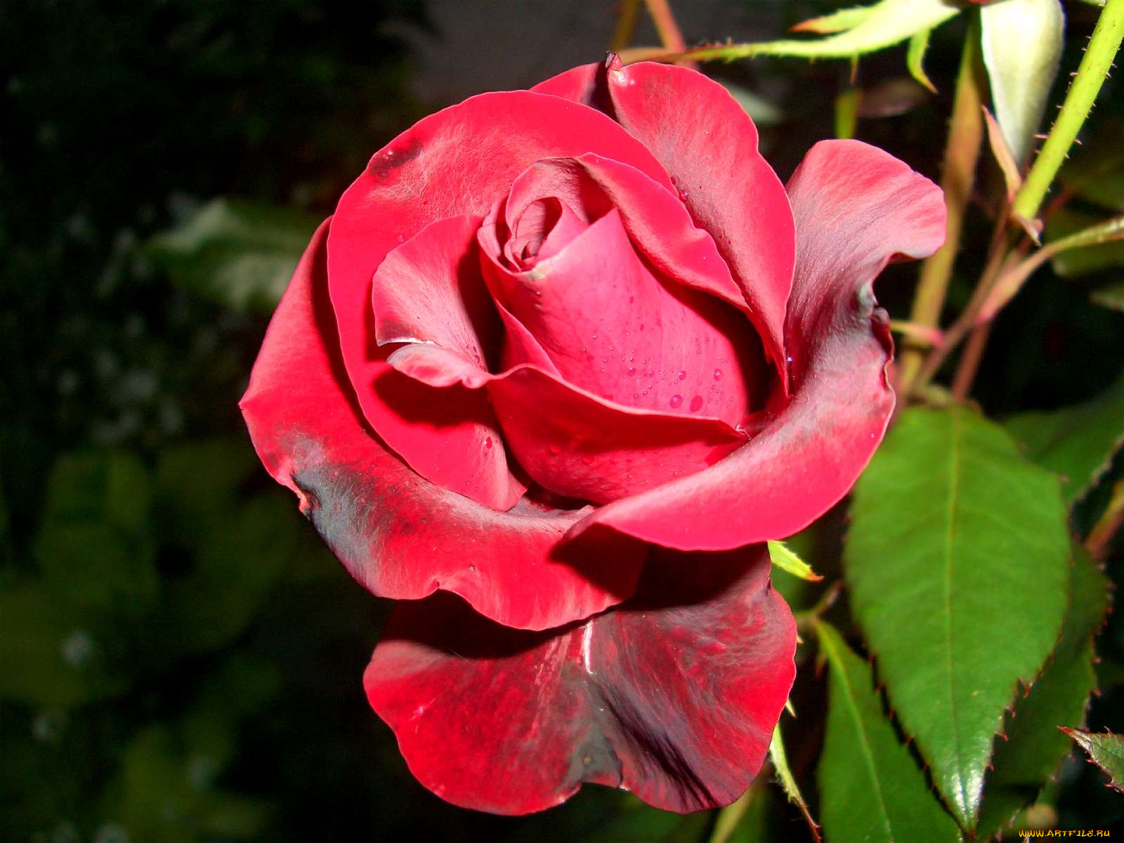 цветы, розы