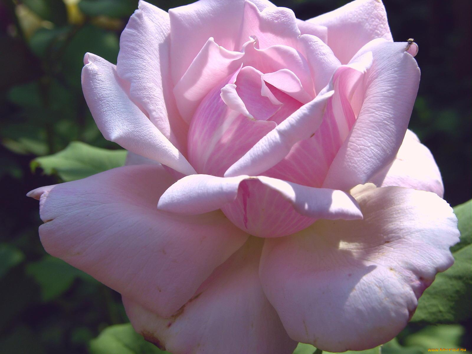 цветы, розы