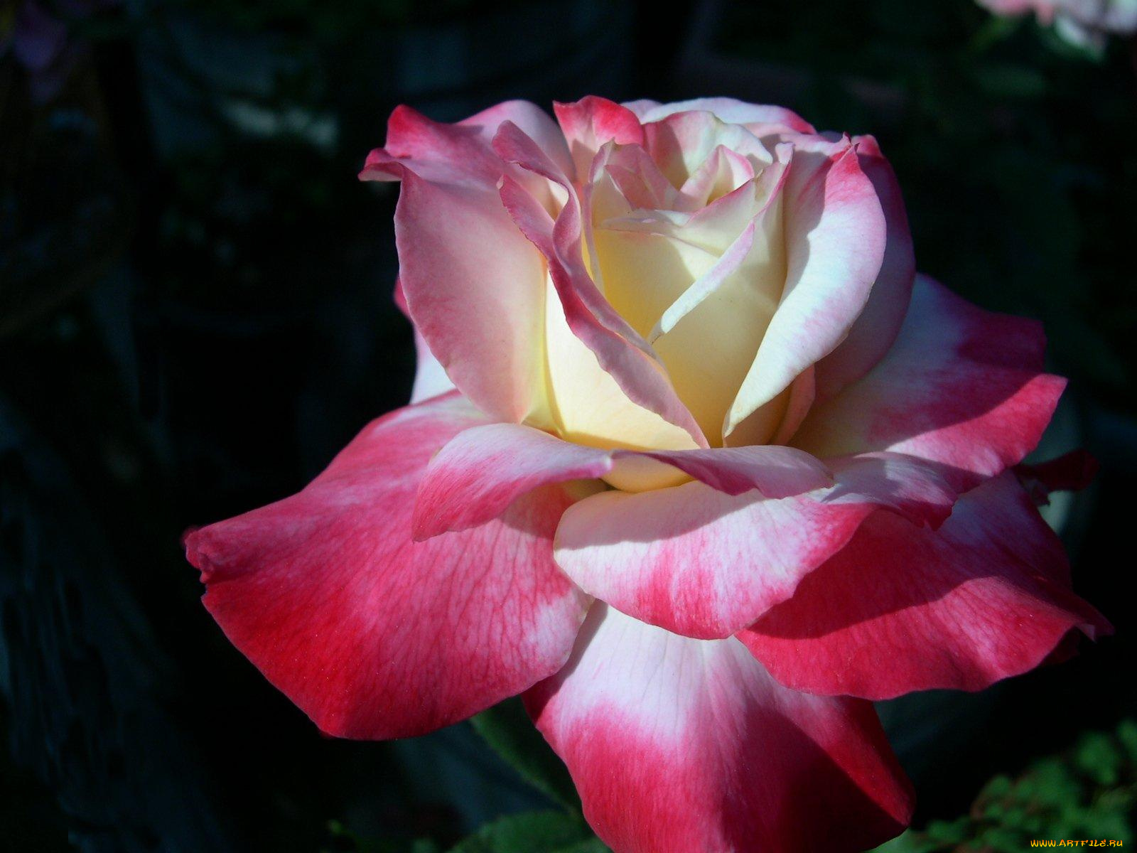 цветы, розы