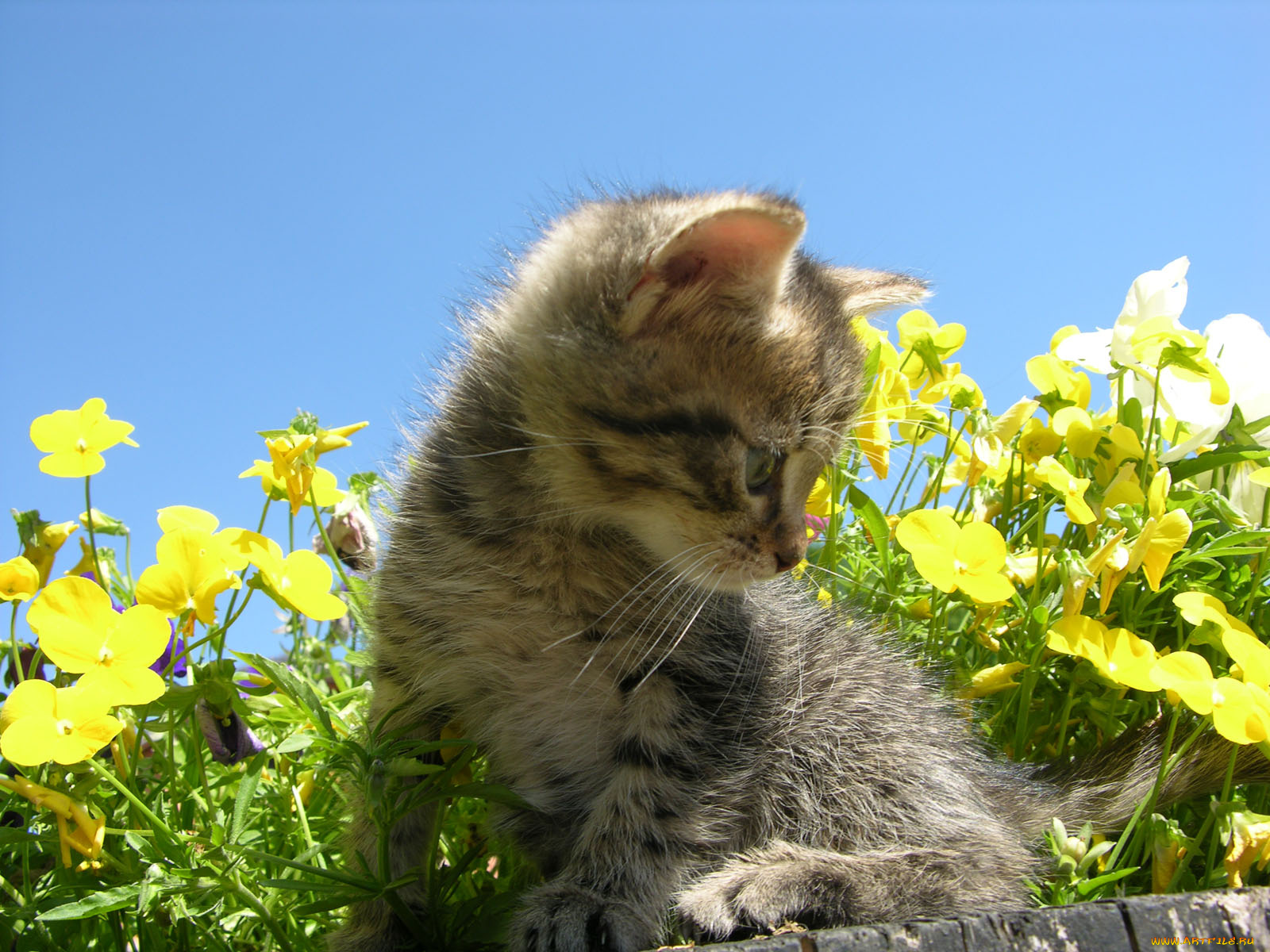 животные, коты