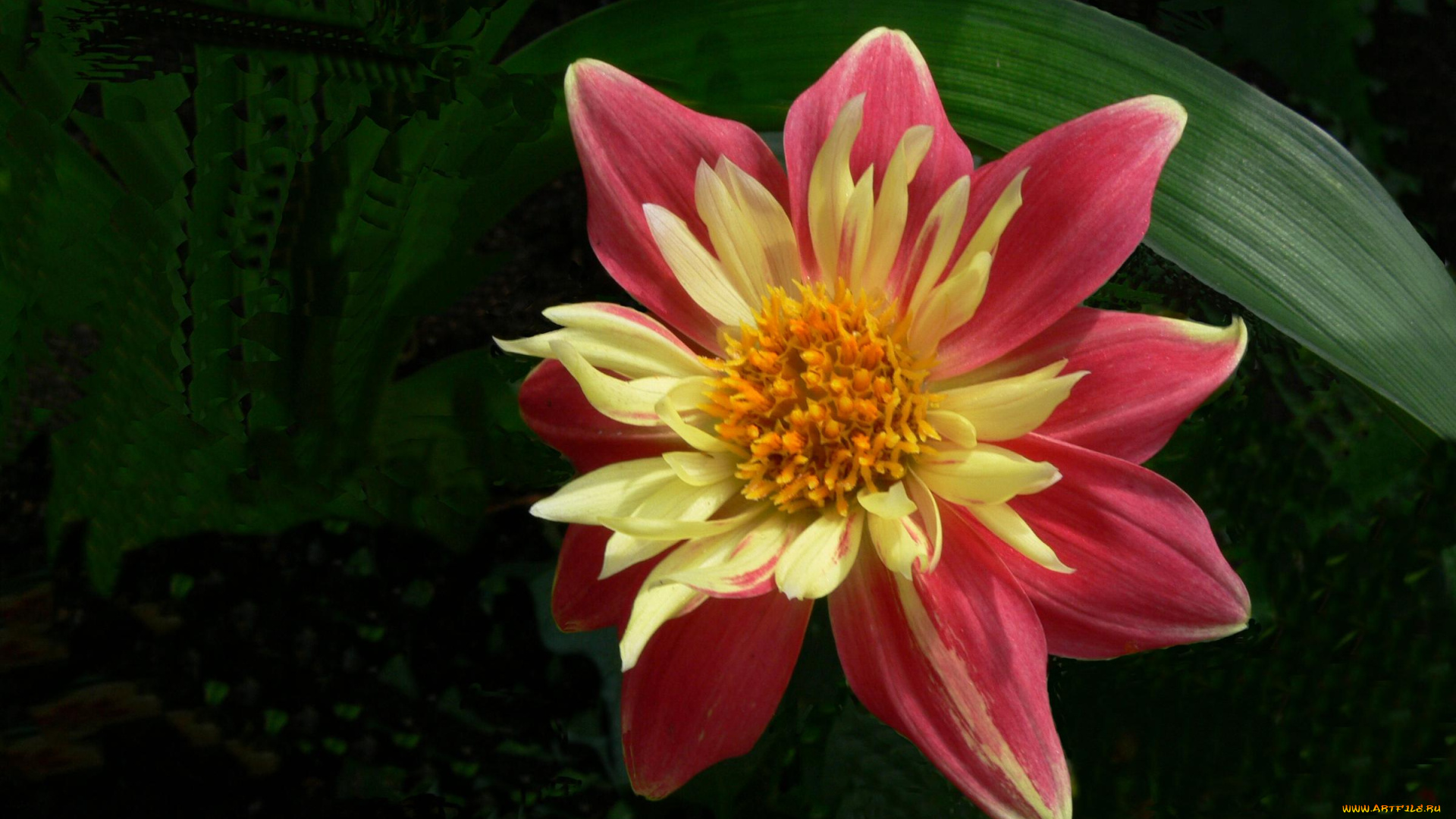 цветы, георгины