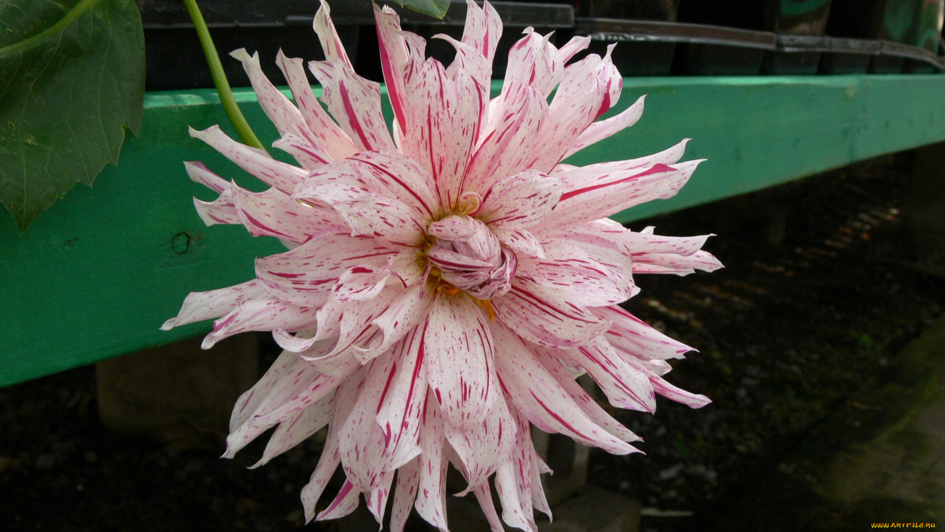 цветы, георгины