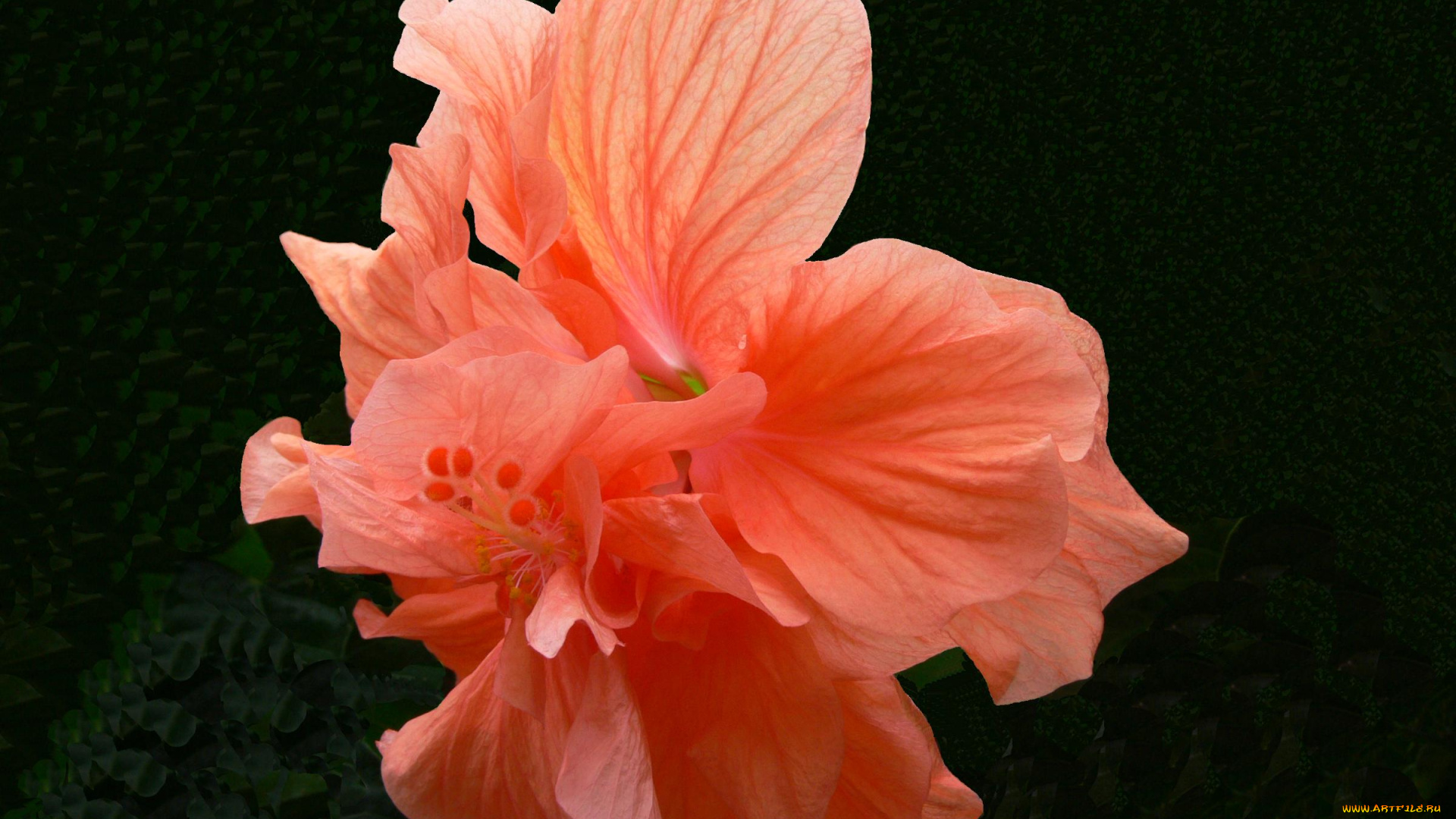 цветы, гибискусы