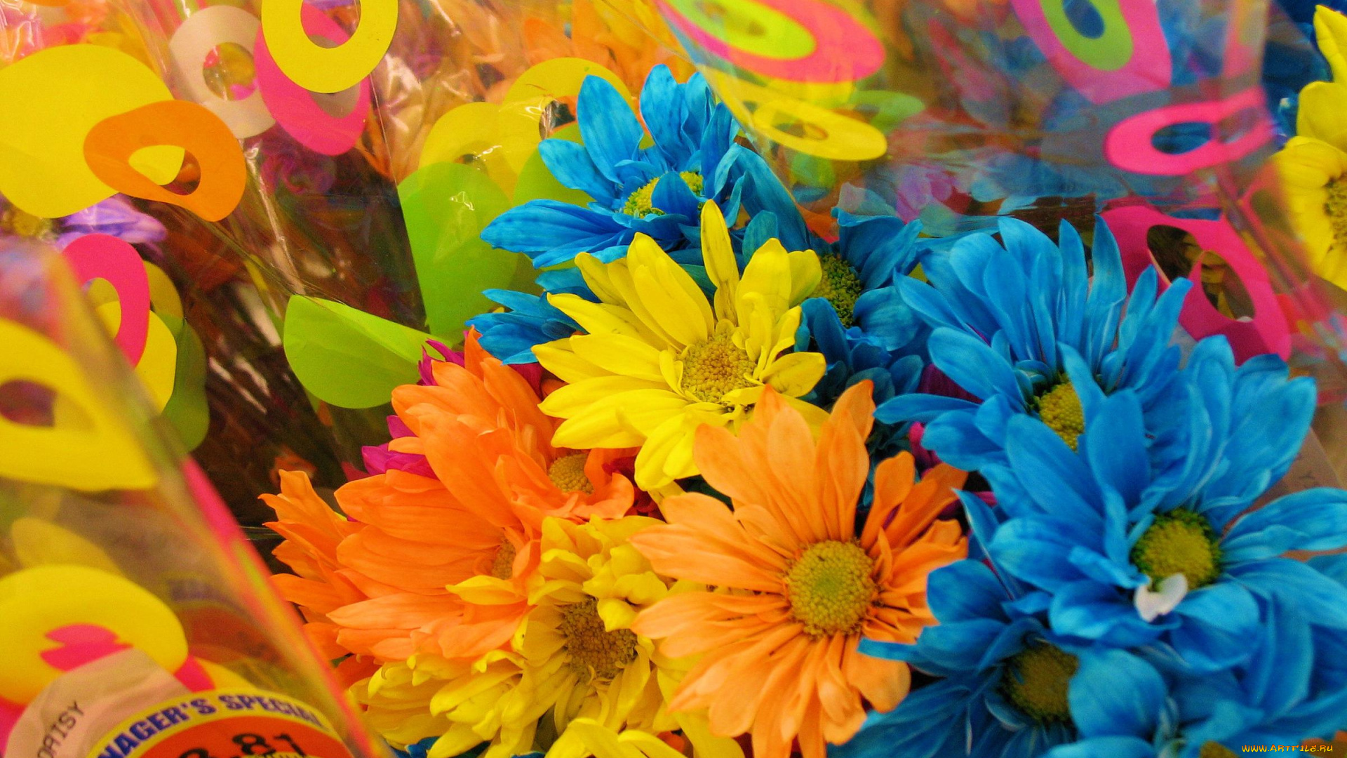 цветы, хризантемы