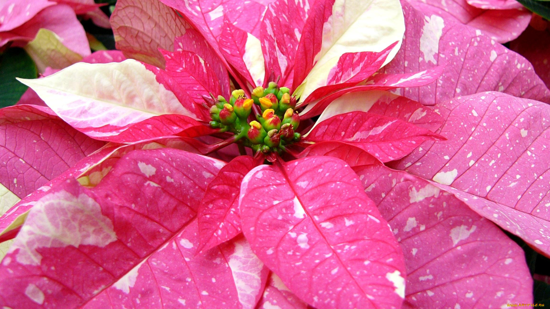 цветы, пуансеттия