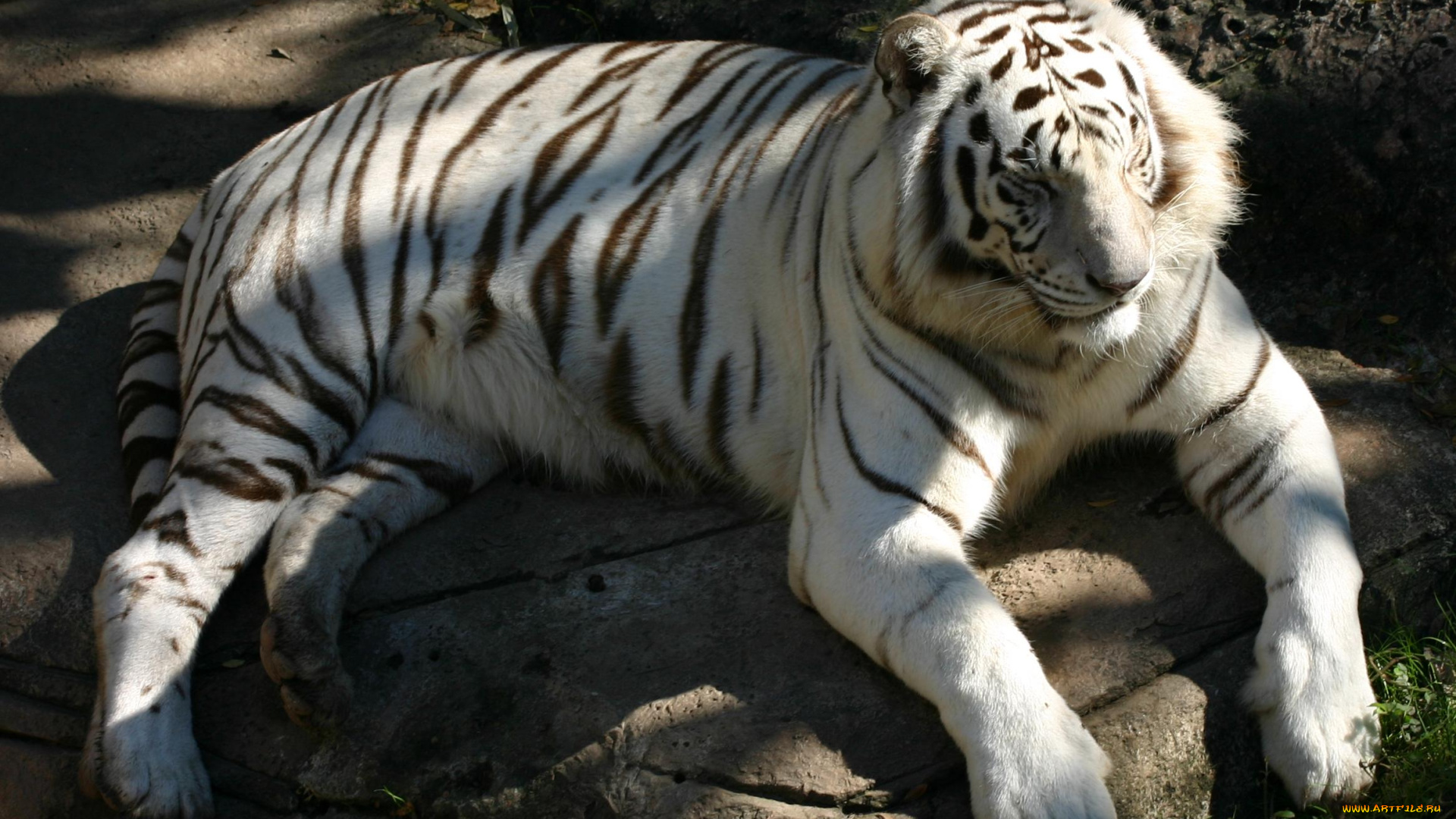 животные, тигры