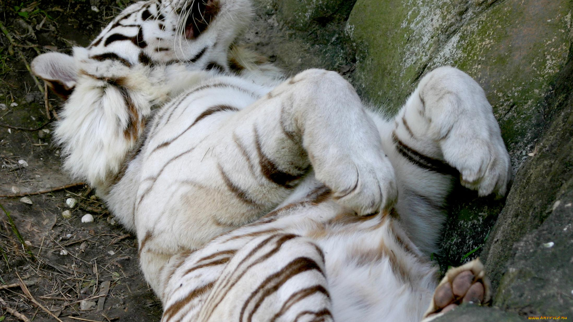 животные, тигры