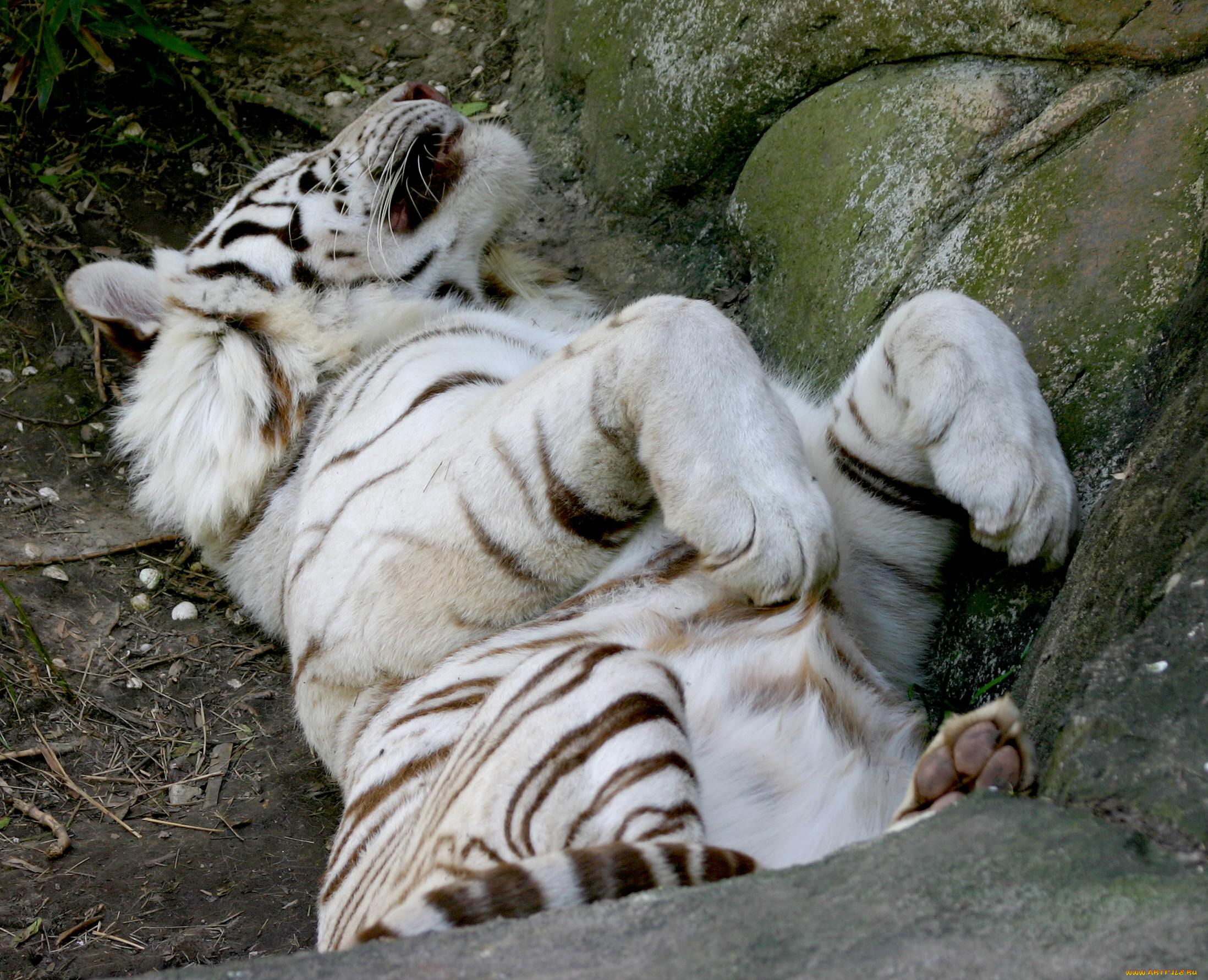 животные, тигры