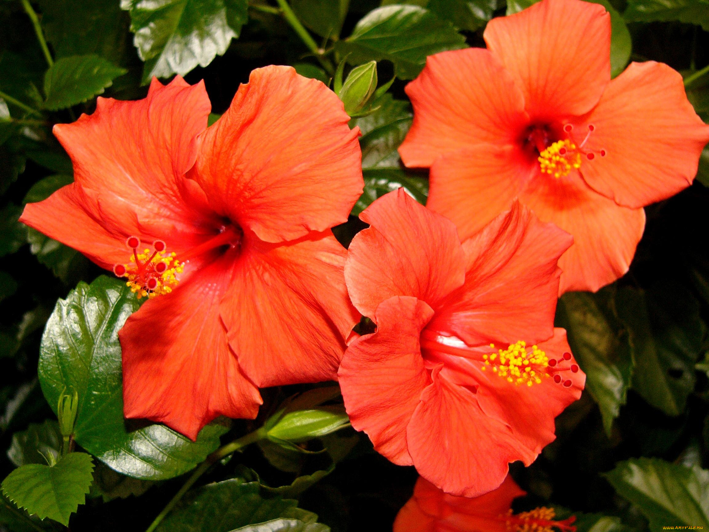 цветы, гибискусы