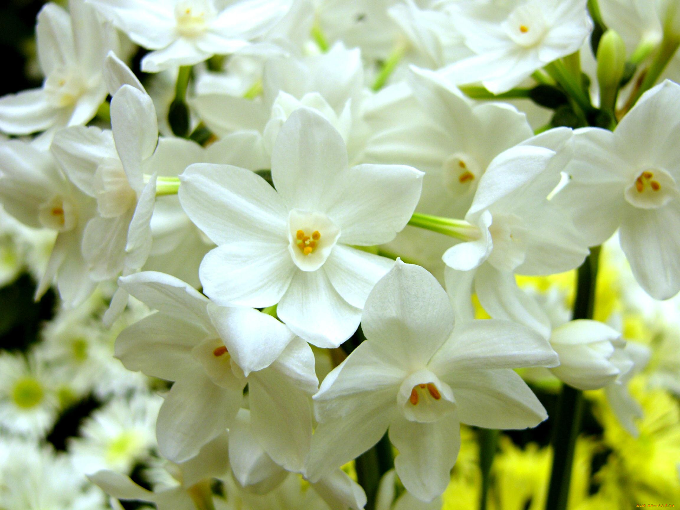 цветы, нарциссы