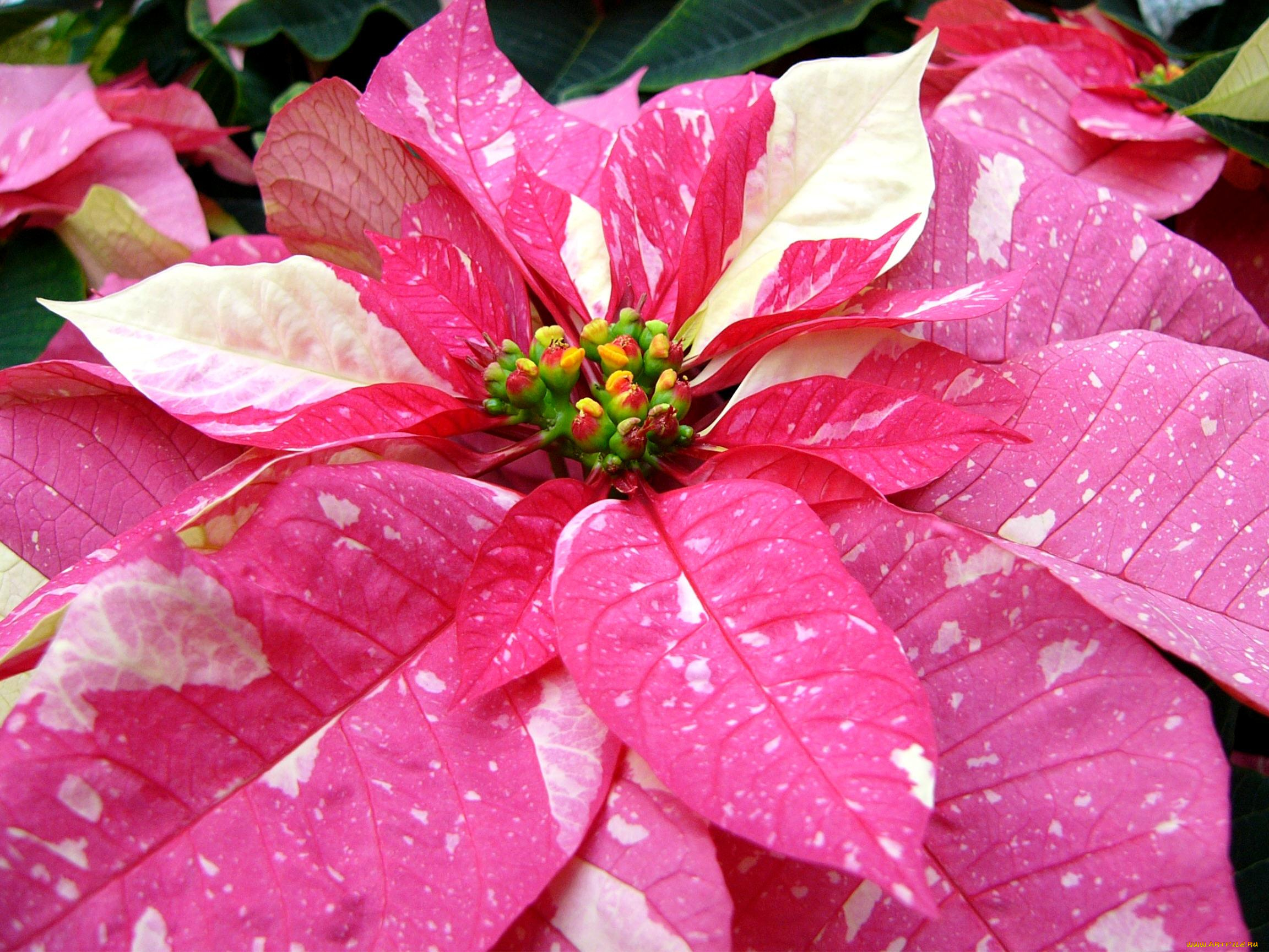 цветы, пуансеттия