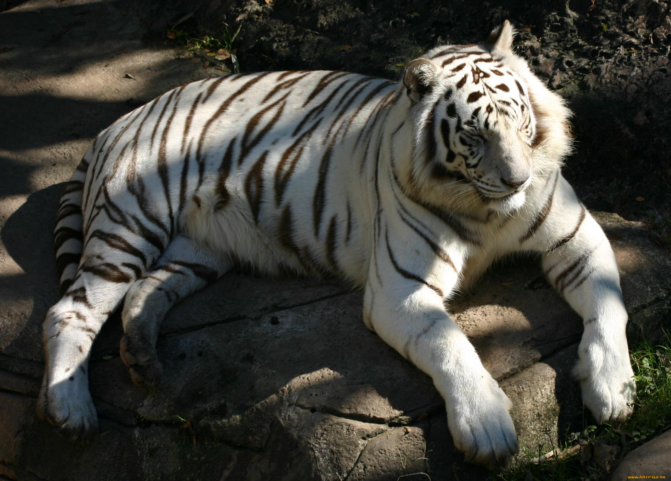 животные, тигры