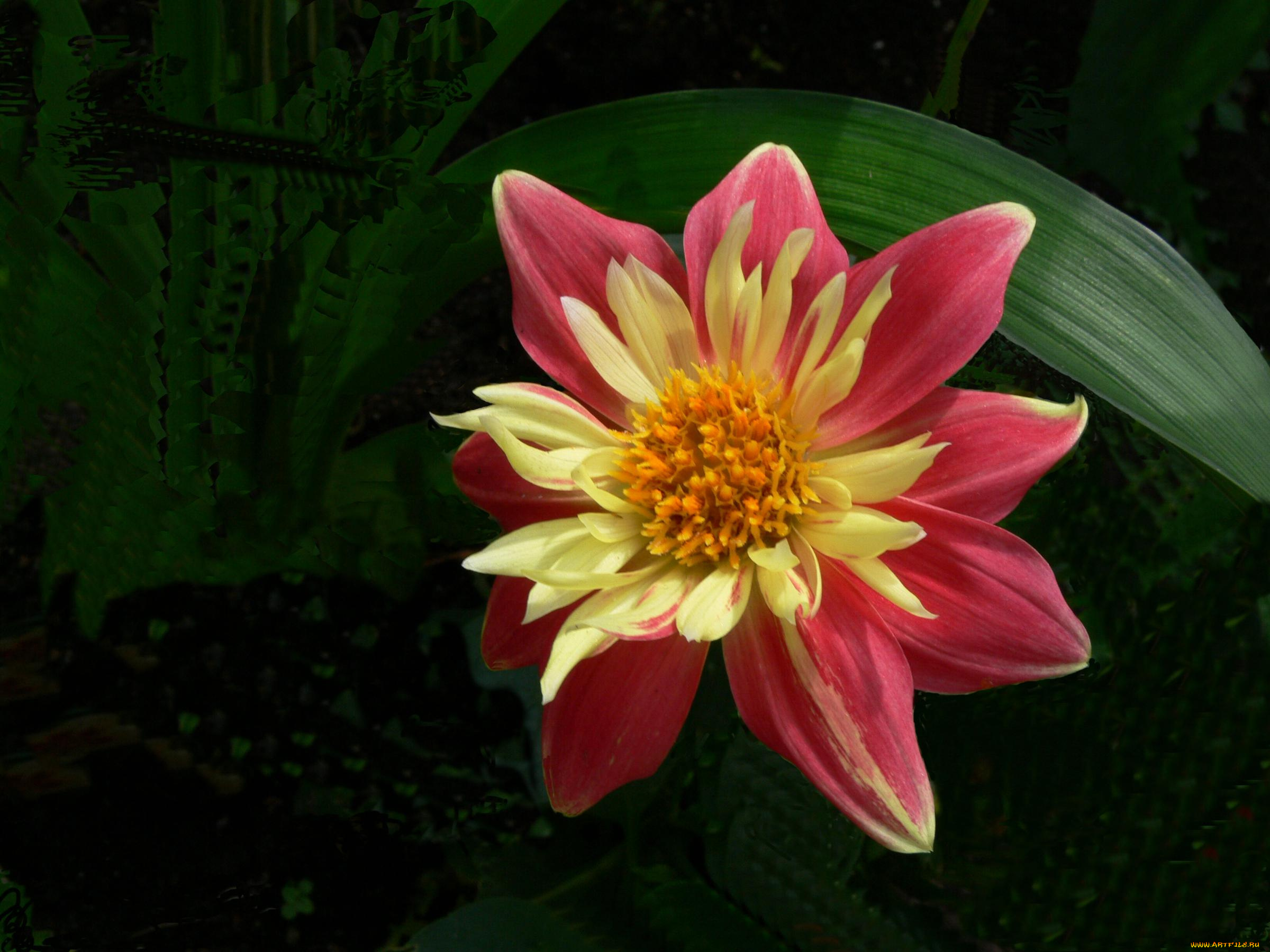 цветы, георгины