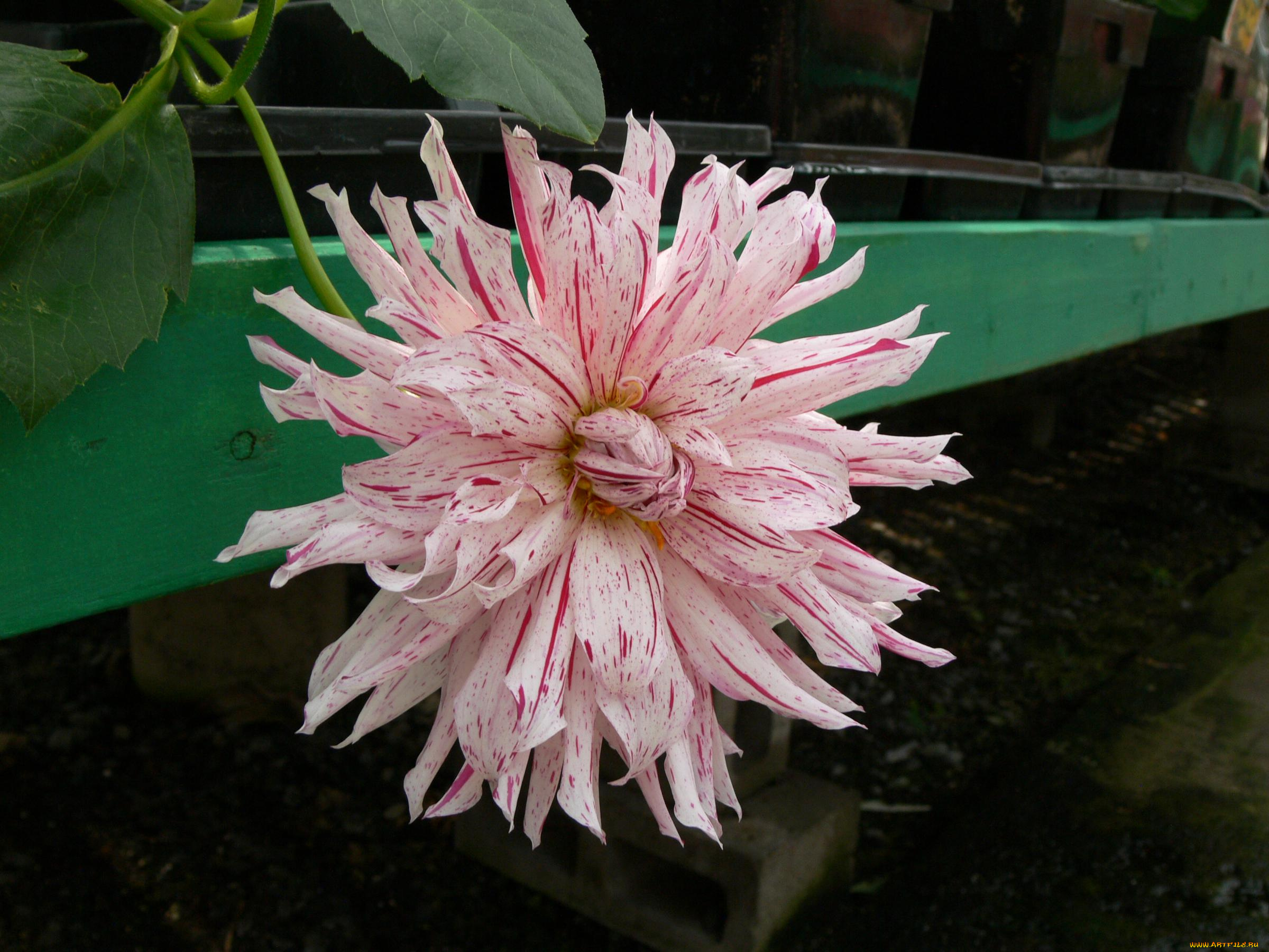 цветы, георгины