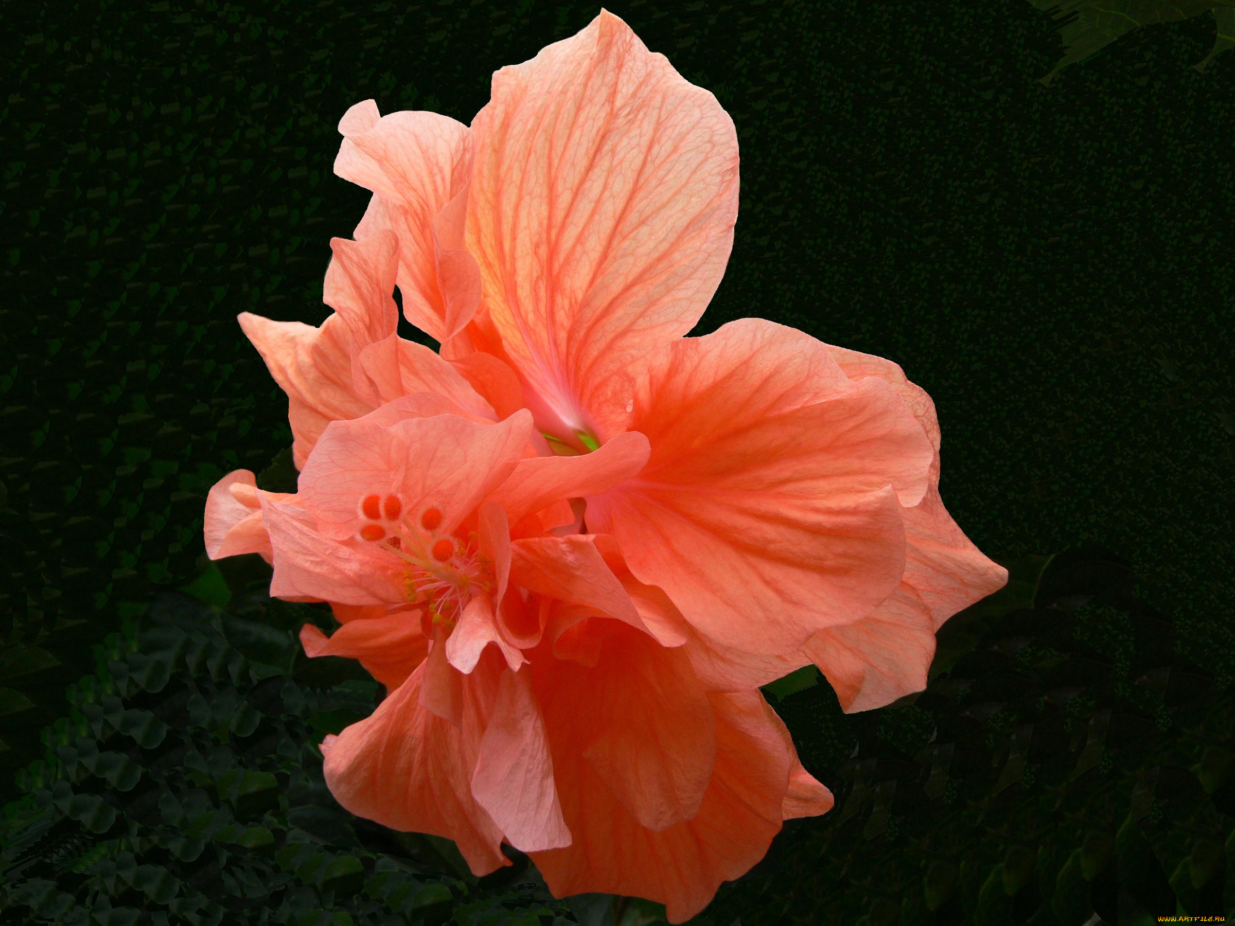 цветы, гибискусы