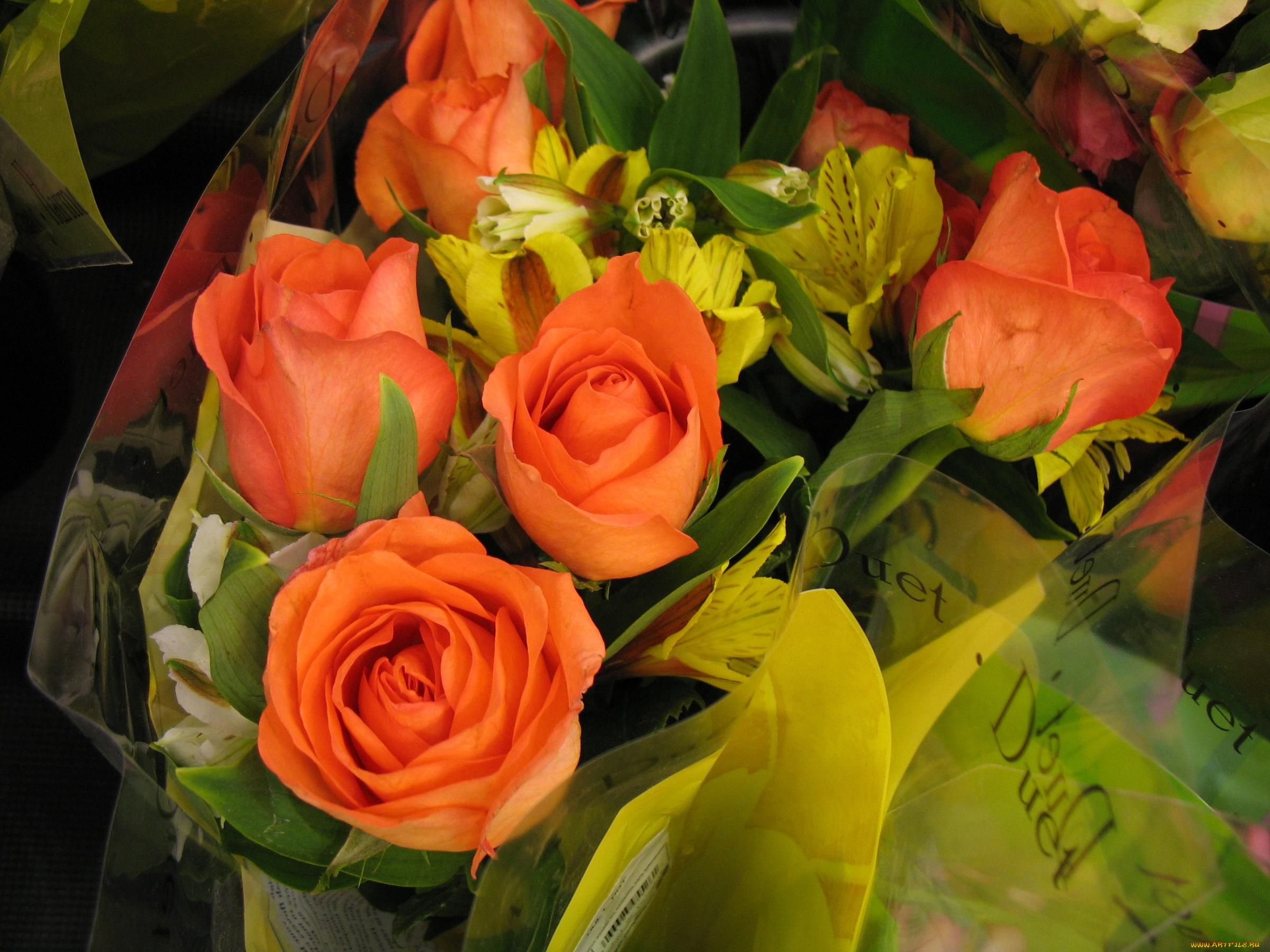 цветы, разные, вместе