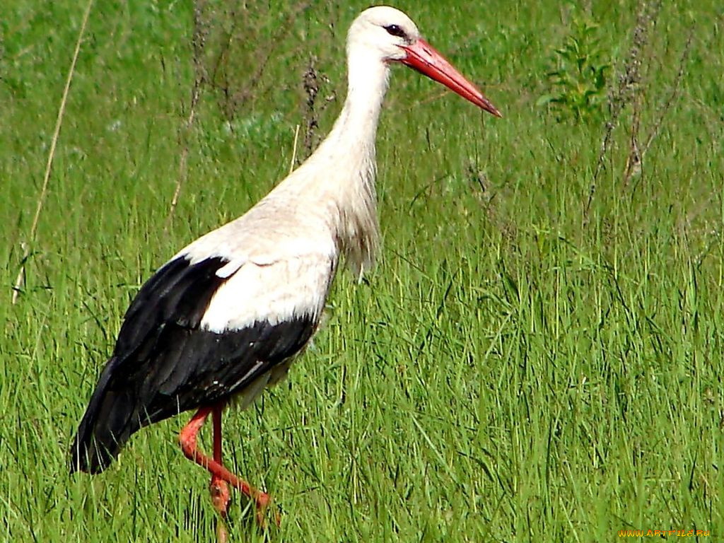 животные, аисты