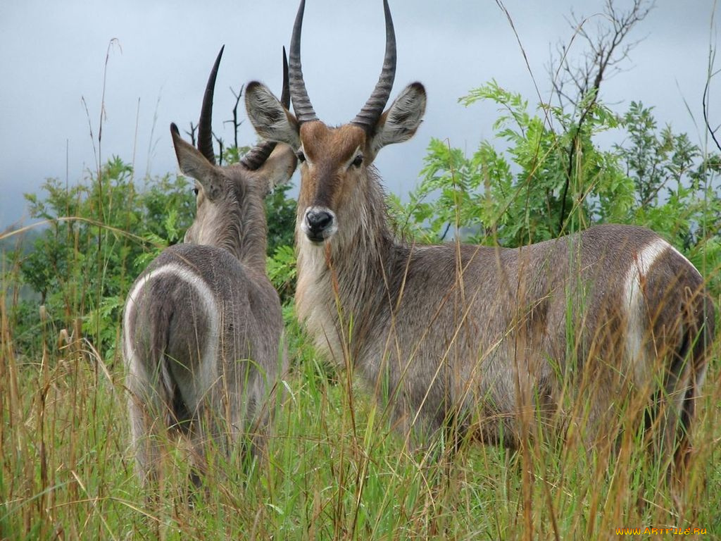 животные, антилопы