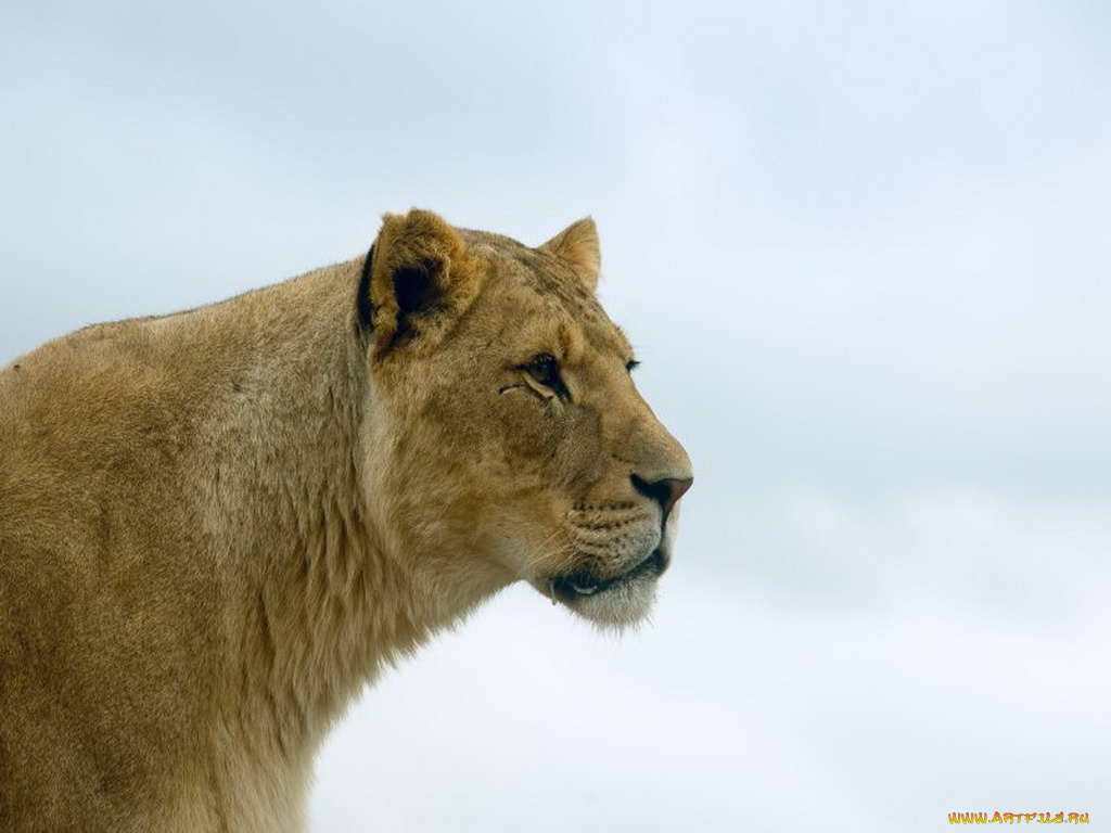 животные, львы