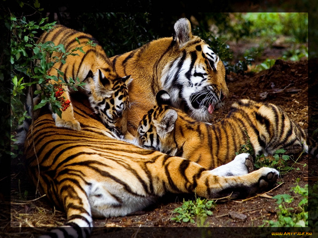 животные, тигры