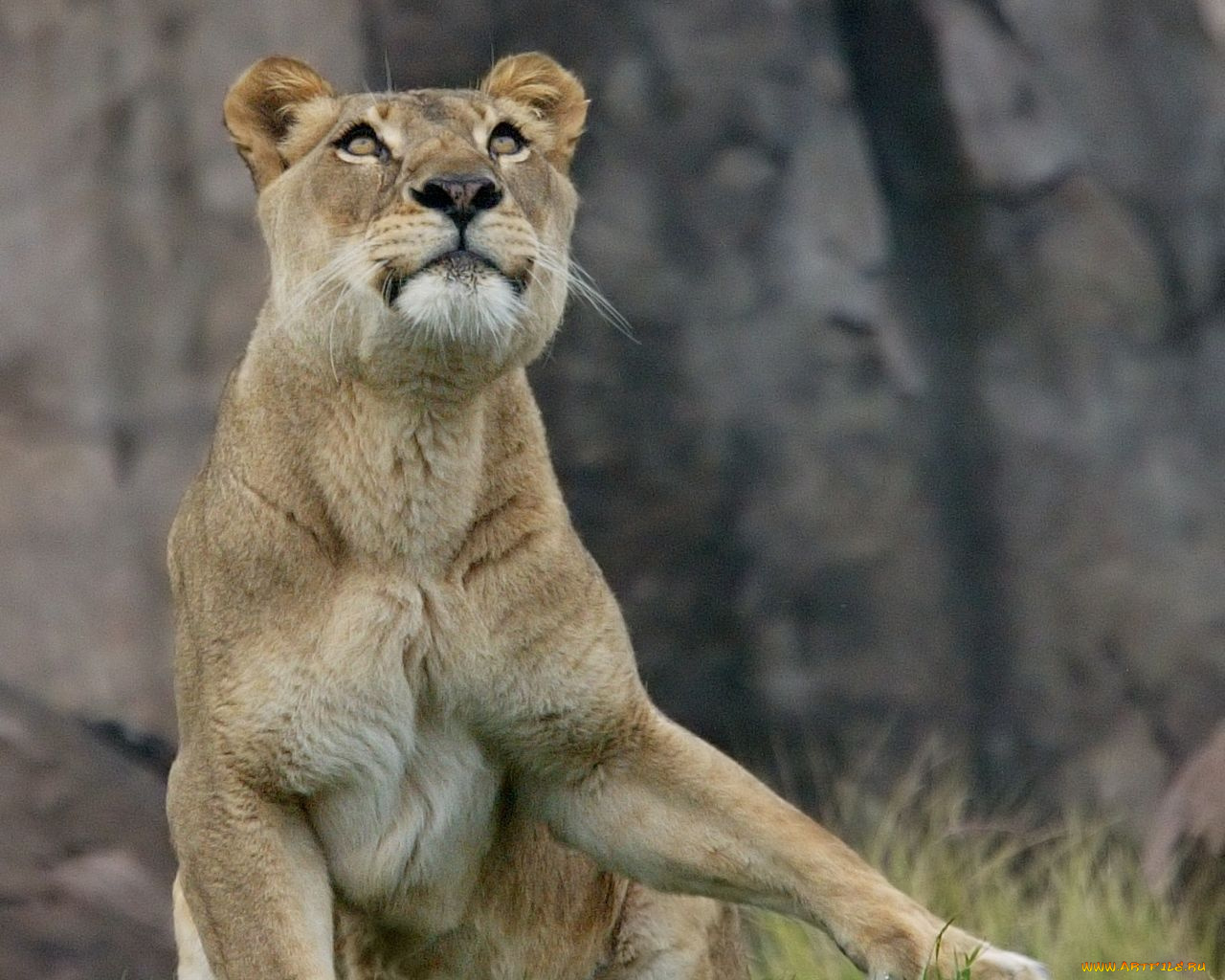 животные, львы