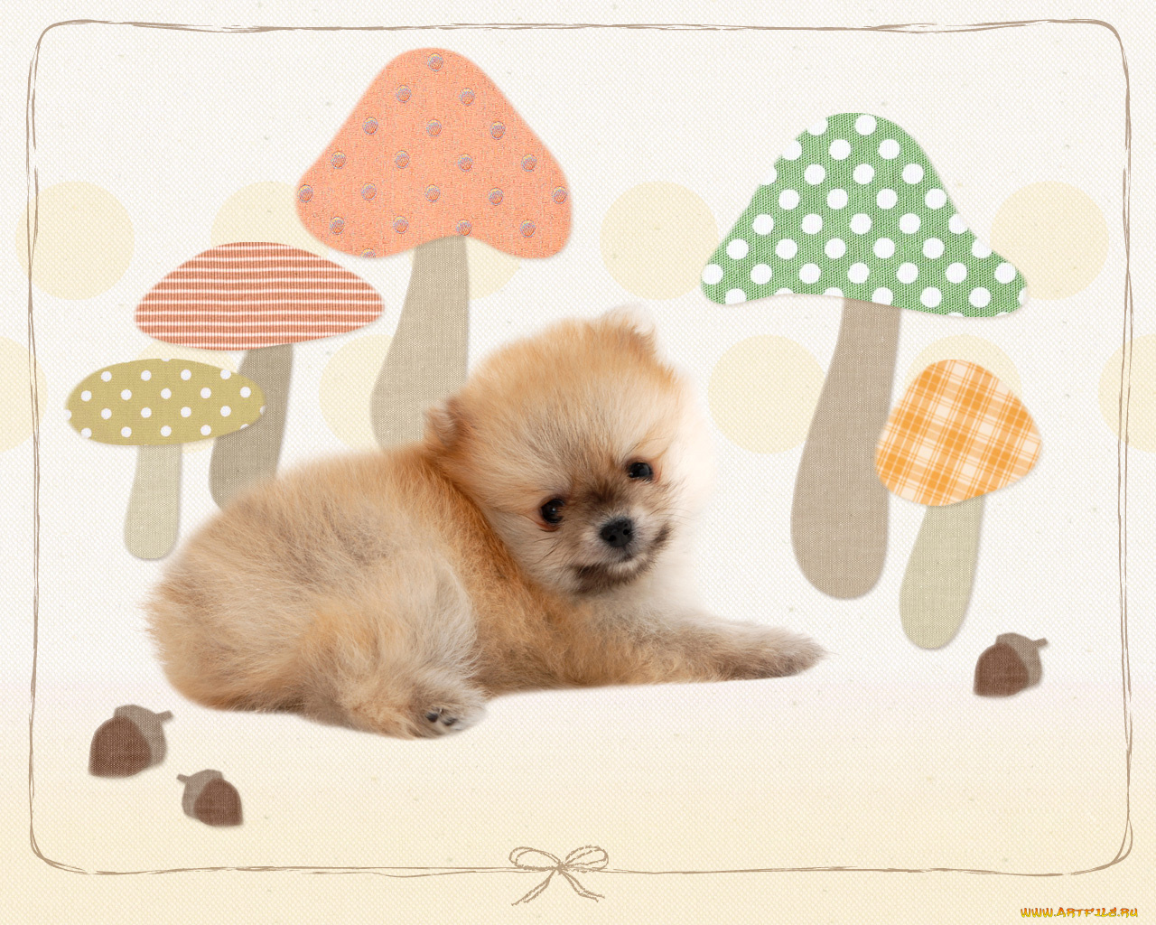 животные, собаки