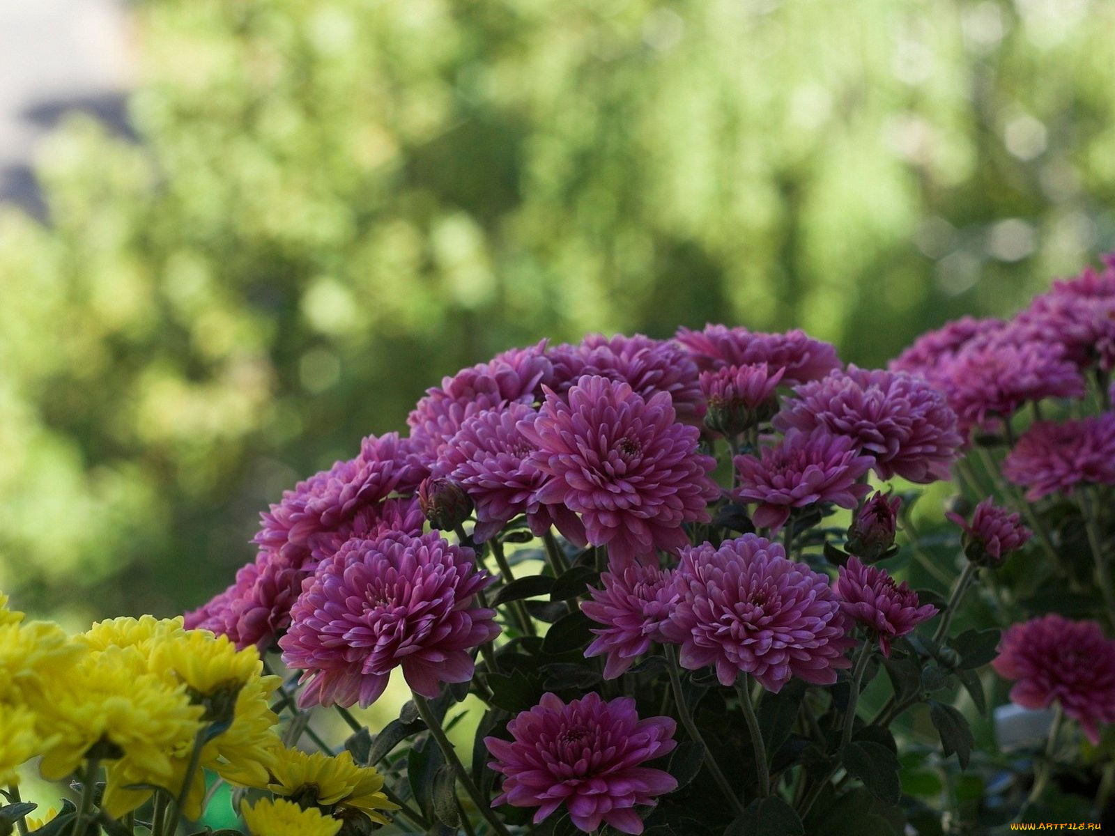 цветы, хризантемы