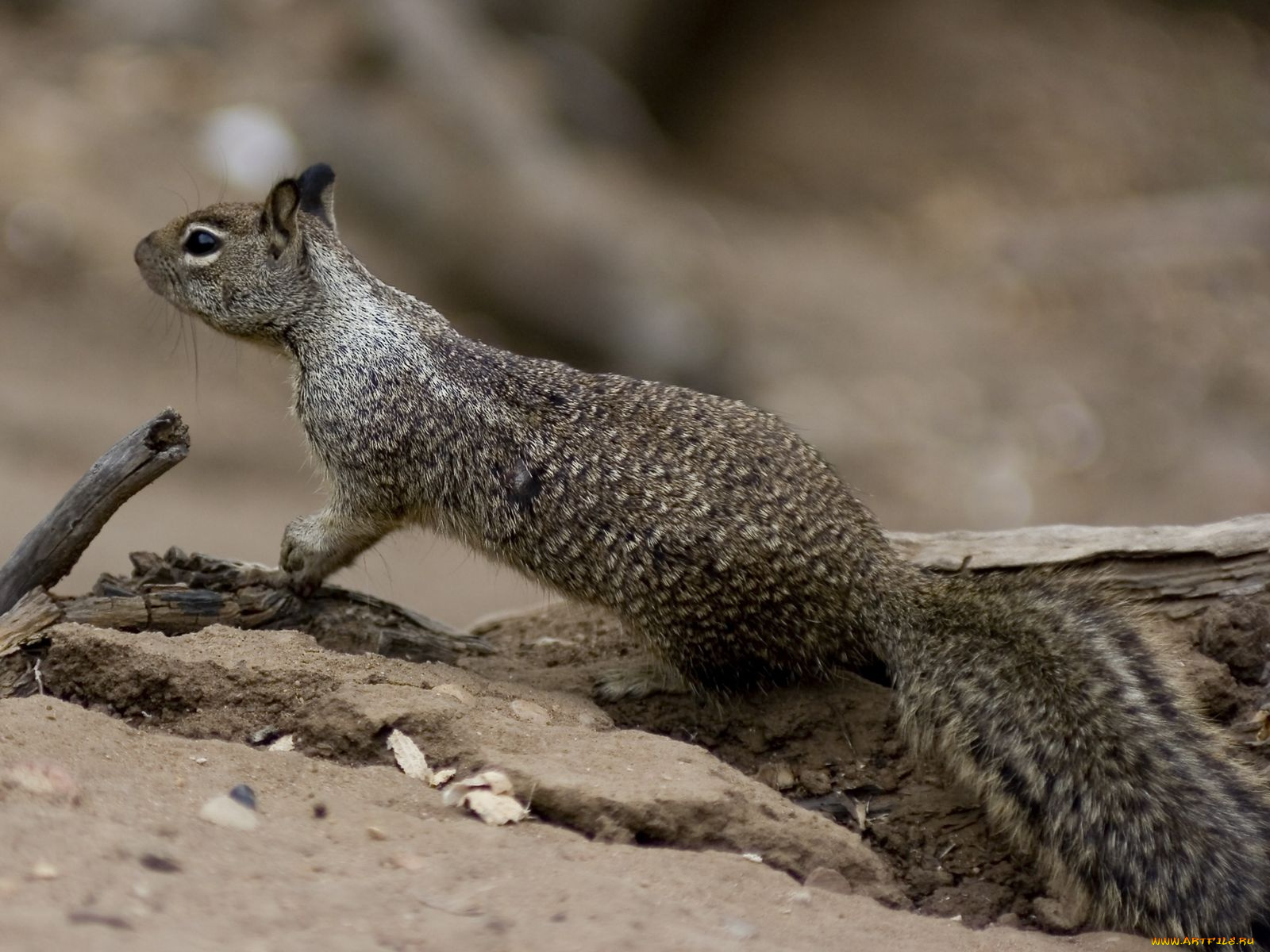 животные, белки