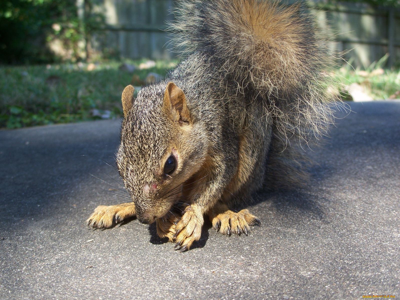 животные, белки