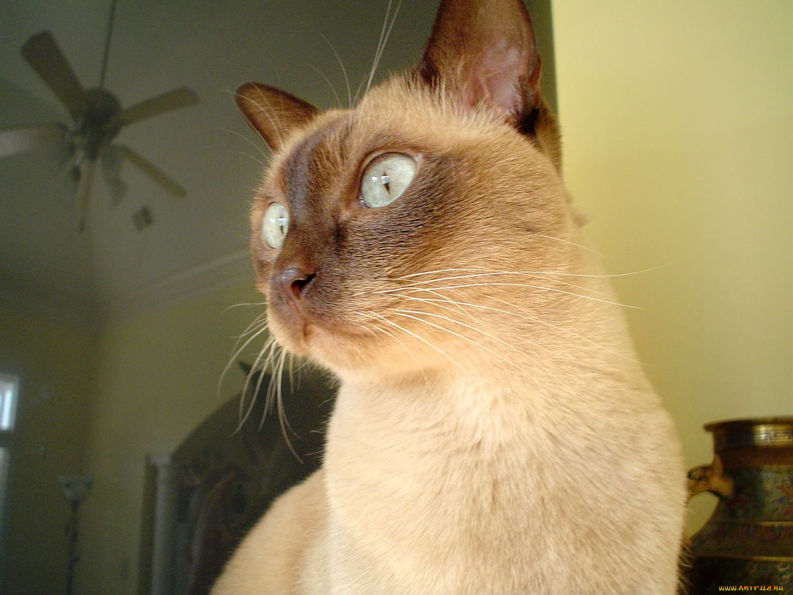 животные, коты