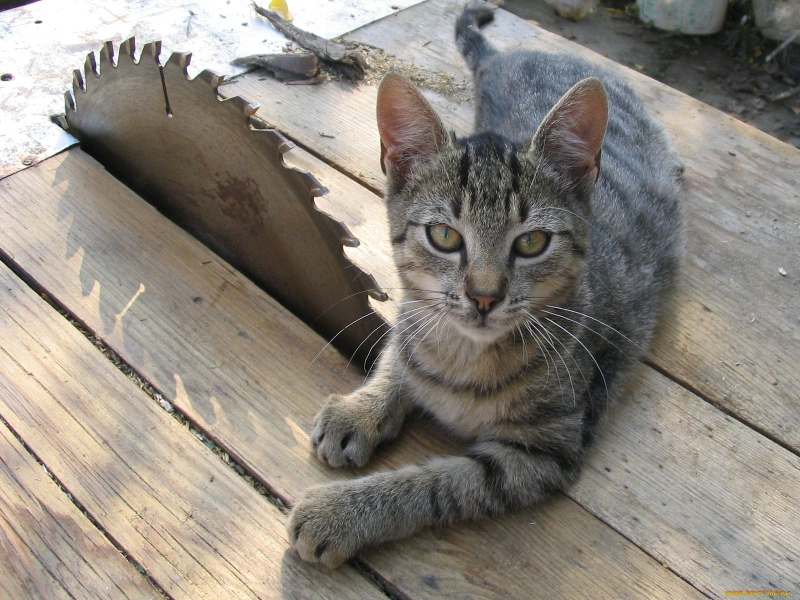 животные, коты