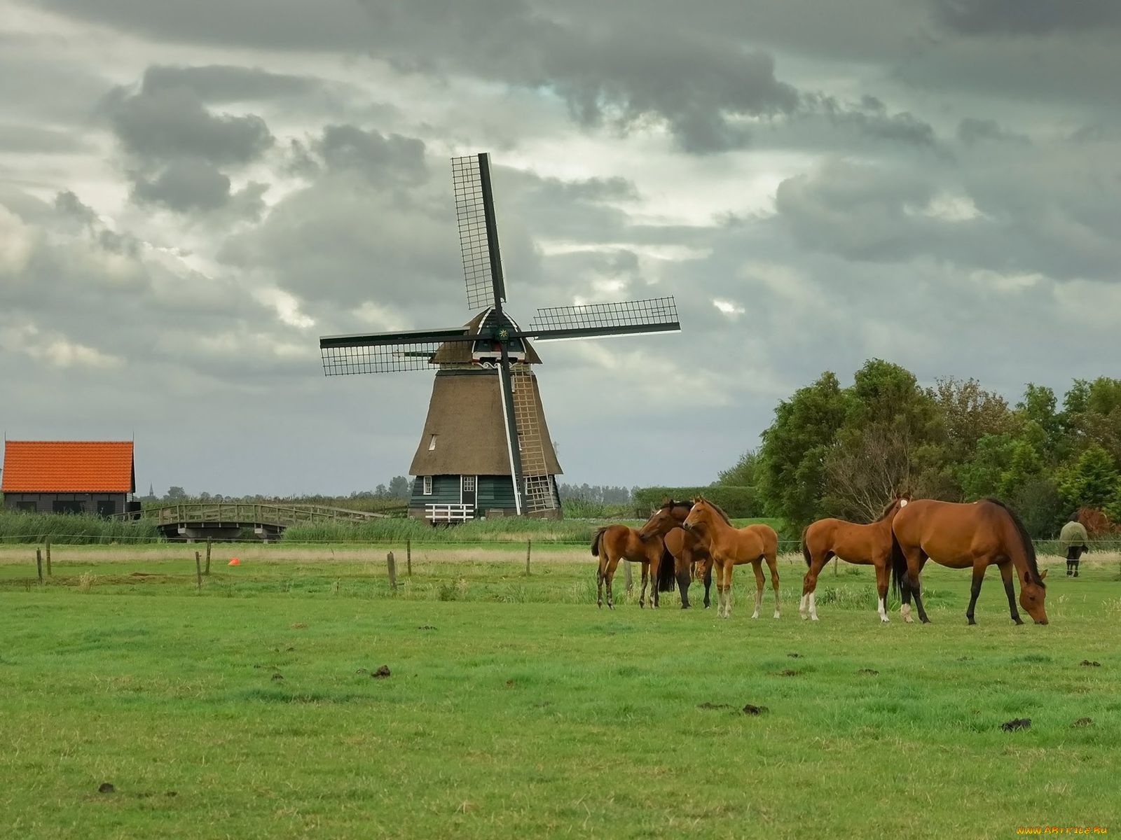 животные, лошади