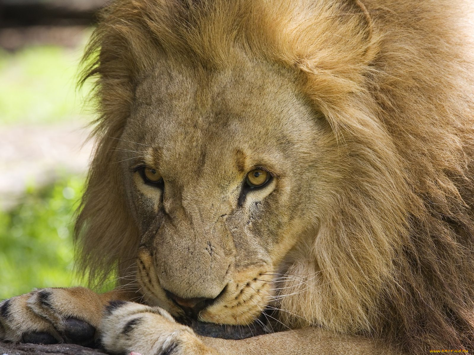 животные, львы