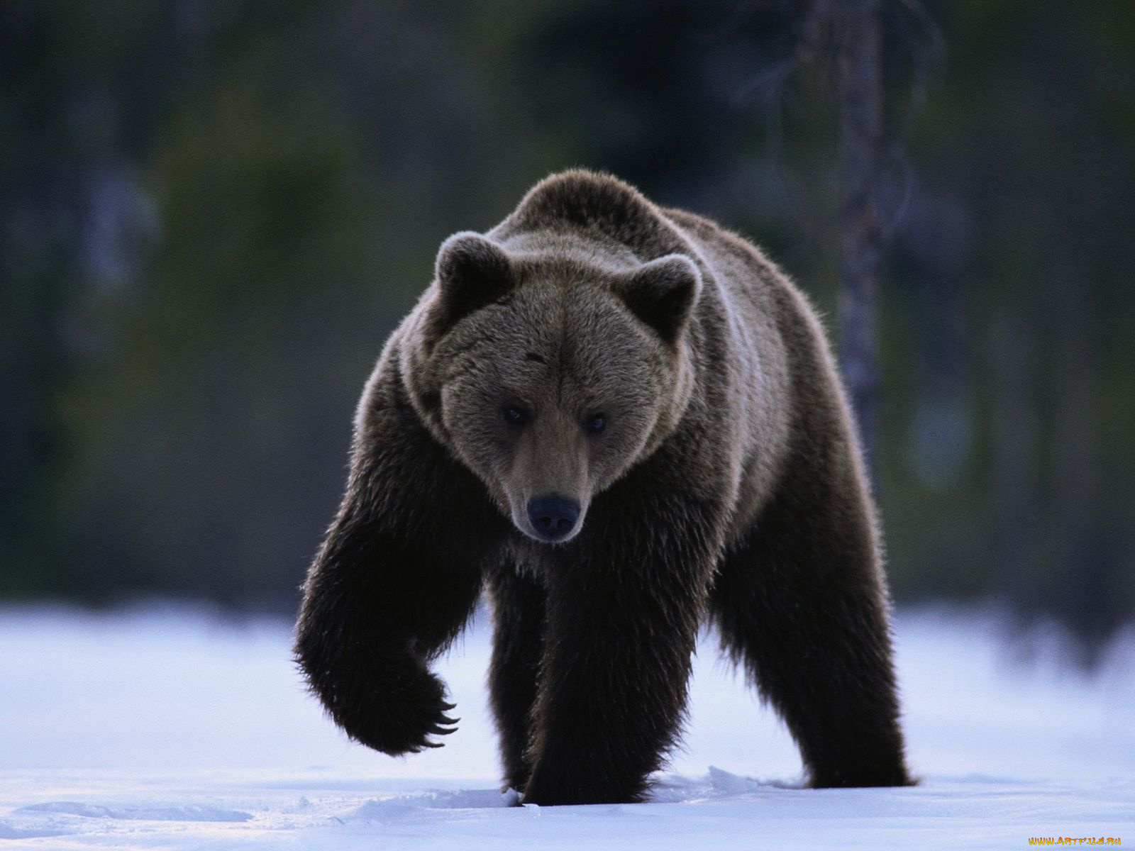 животные, медведи