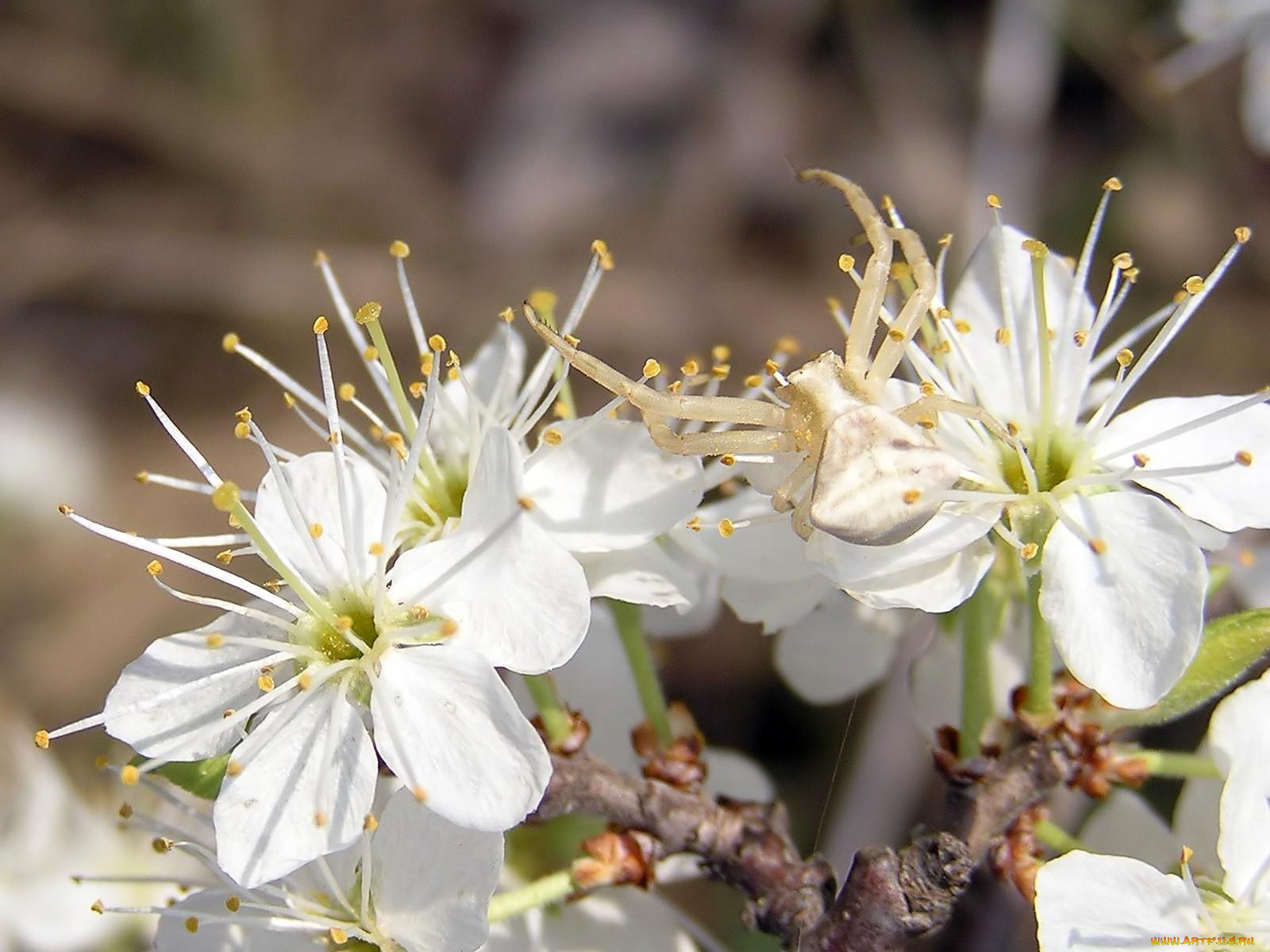 животные, пауки