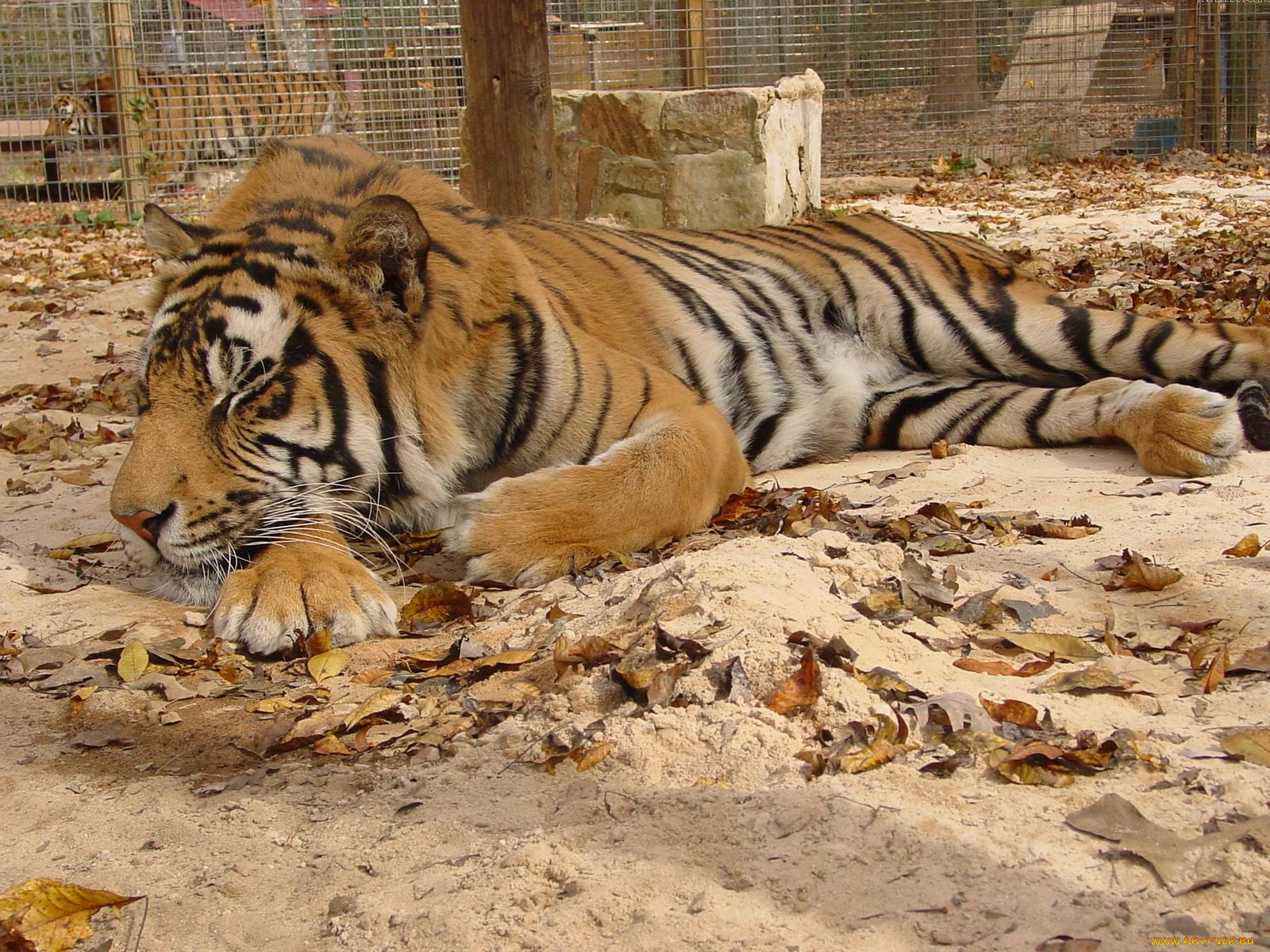 животные, тигры