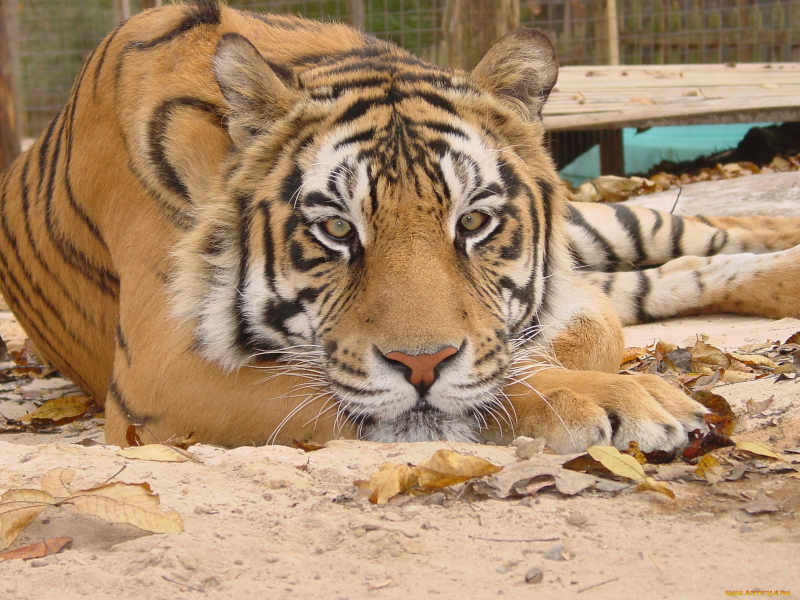 животные, тигры