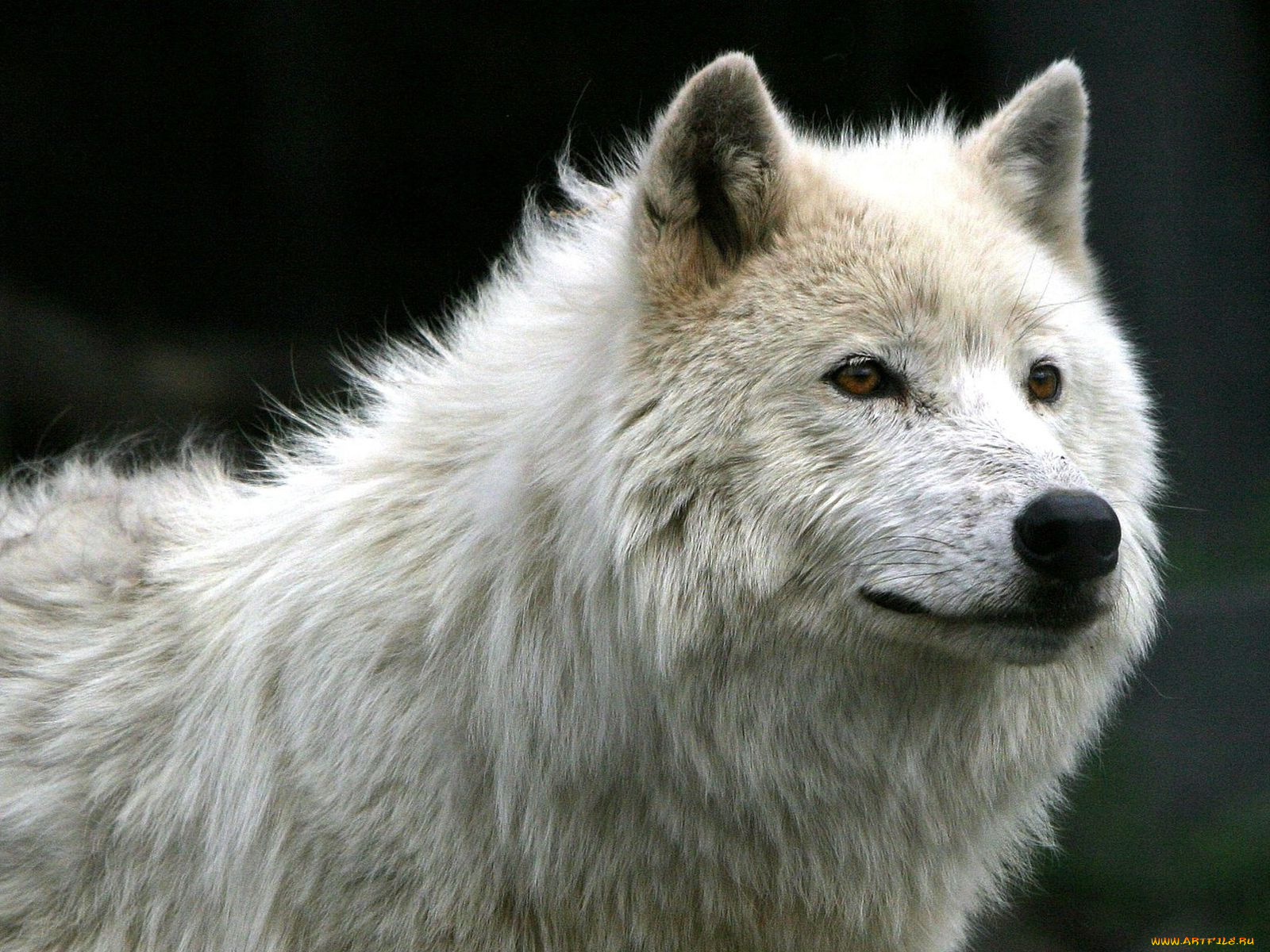 животные, волки