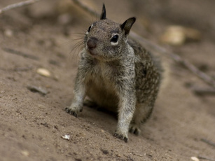 обоя животные, белки