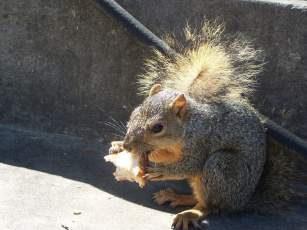 Картинка животные белки