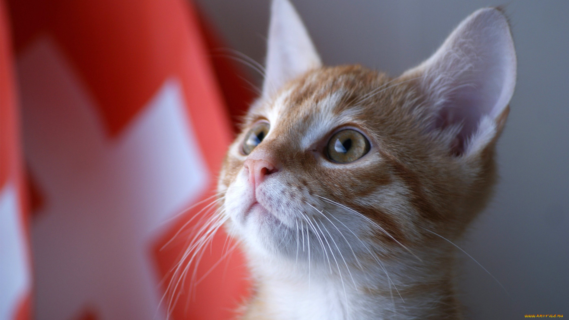 животные, коты