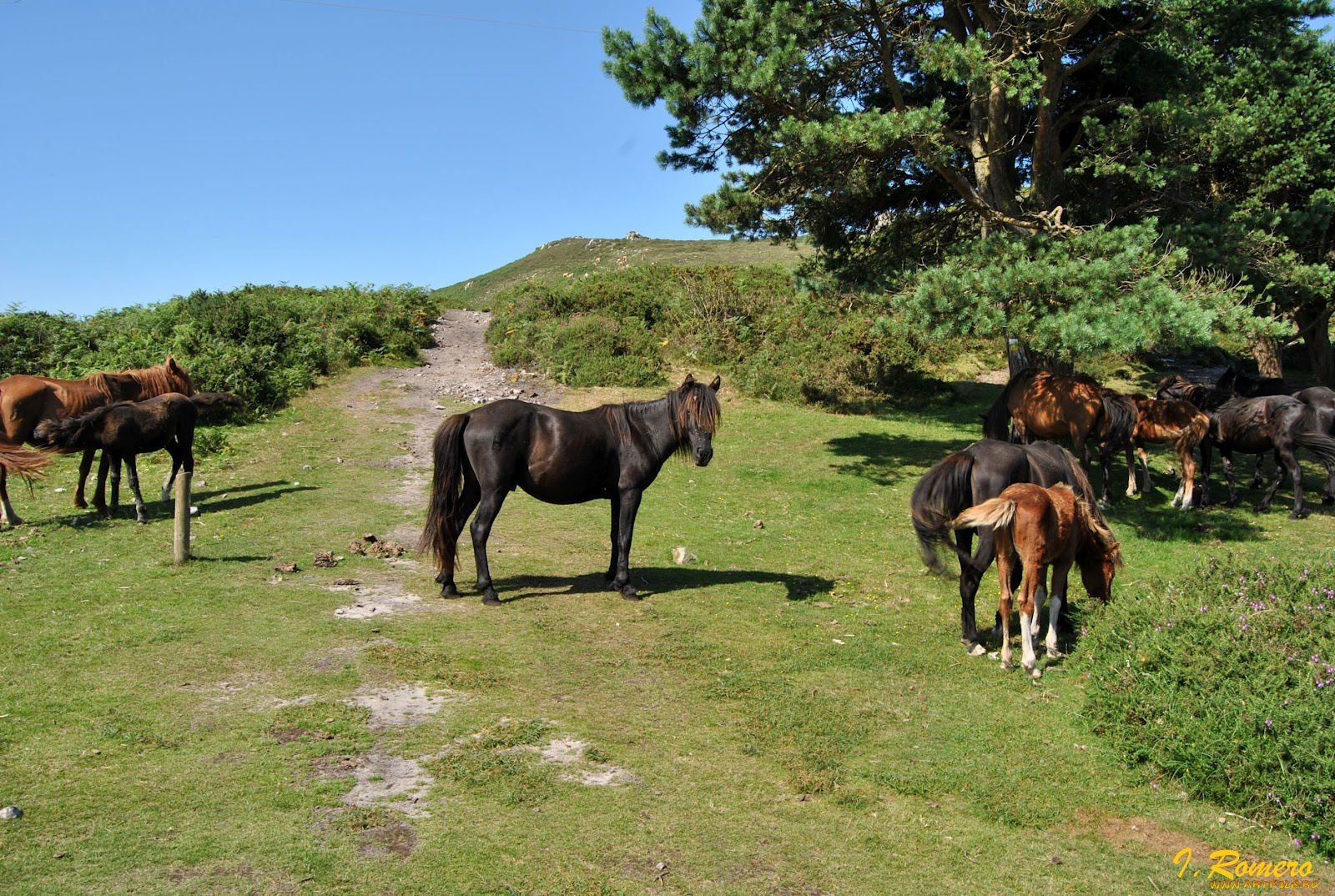 животные, лошади