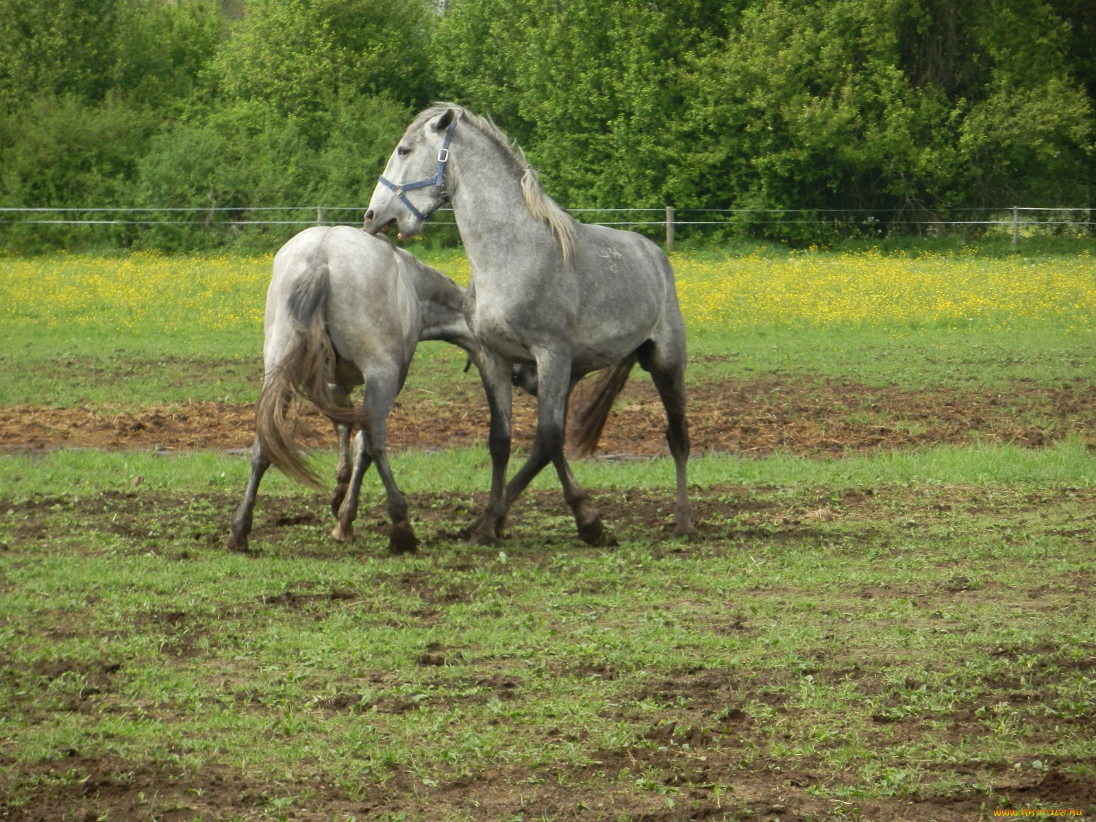 животные, лошади