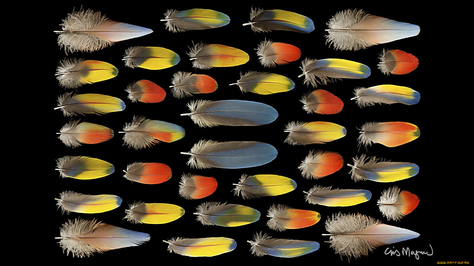 разное, перья, фон