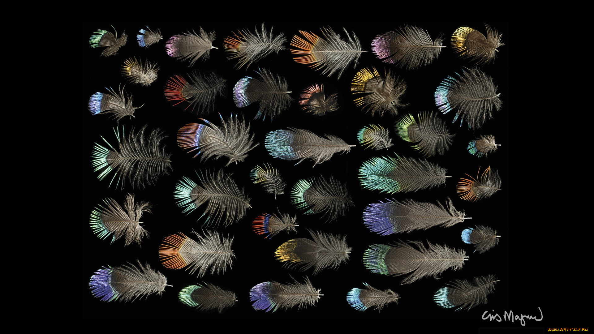 разное, перья, фон