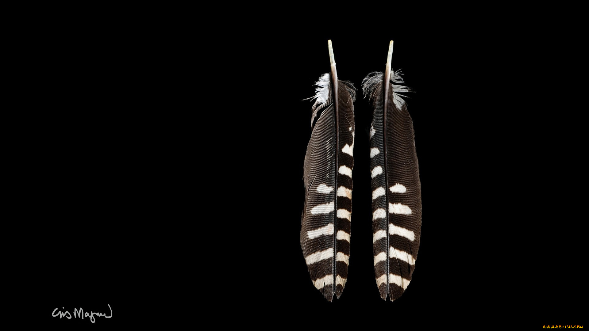 разное, перья, фон