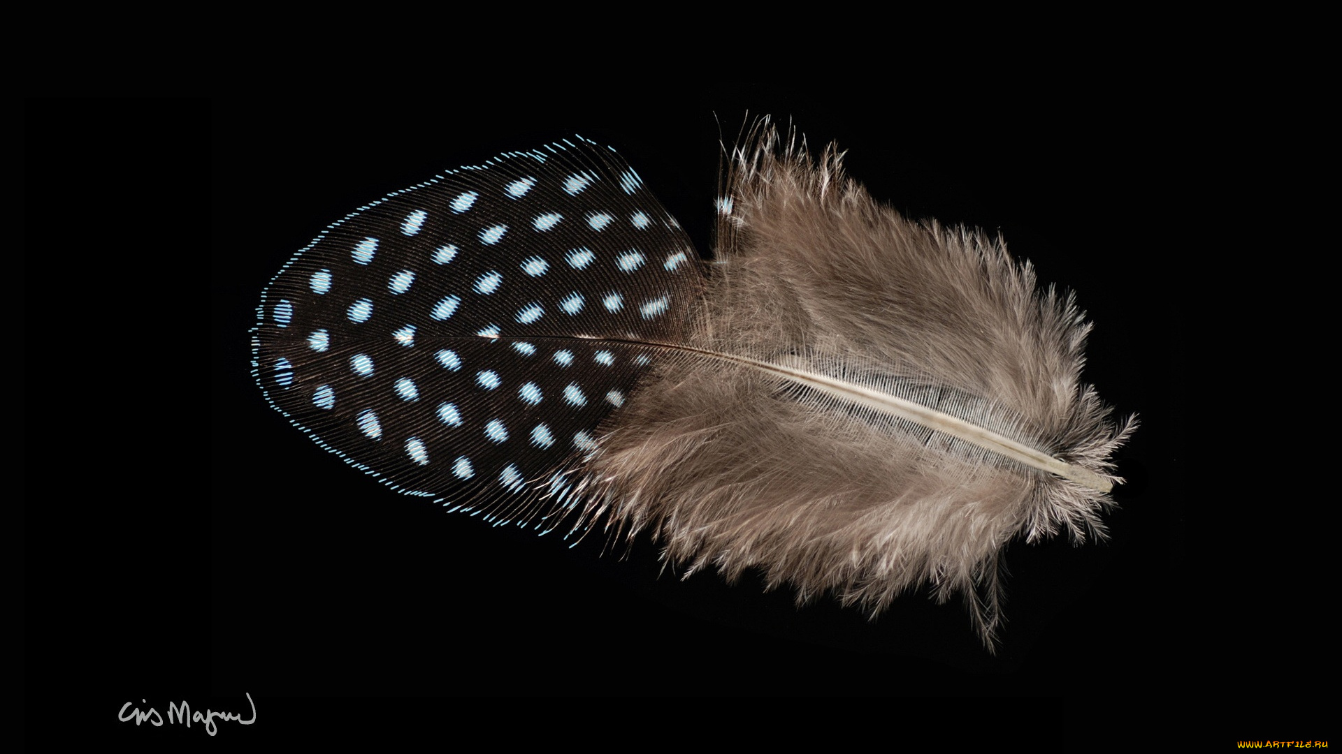 разное, перья, фон