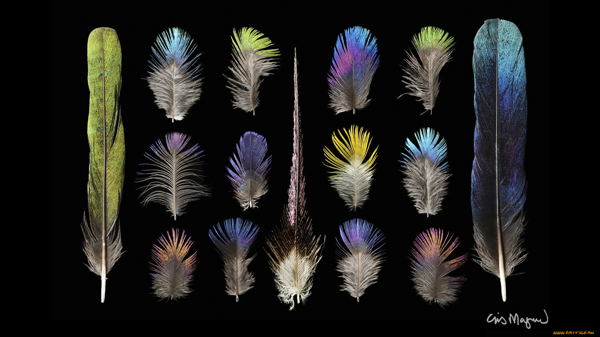 разное, перья, фон